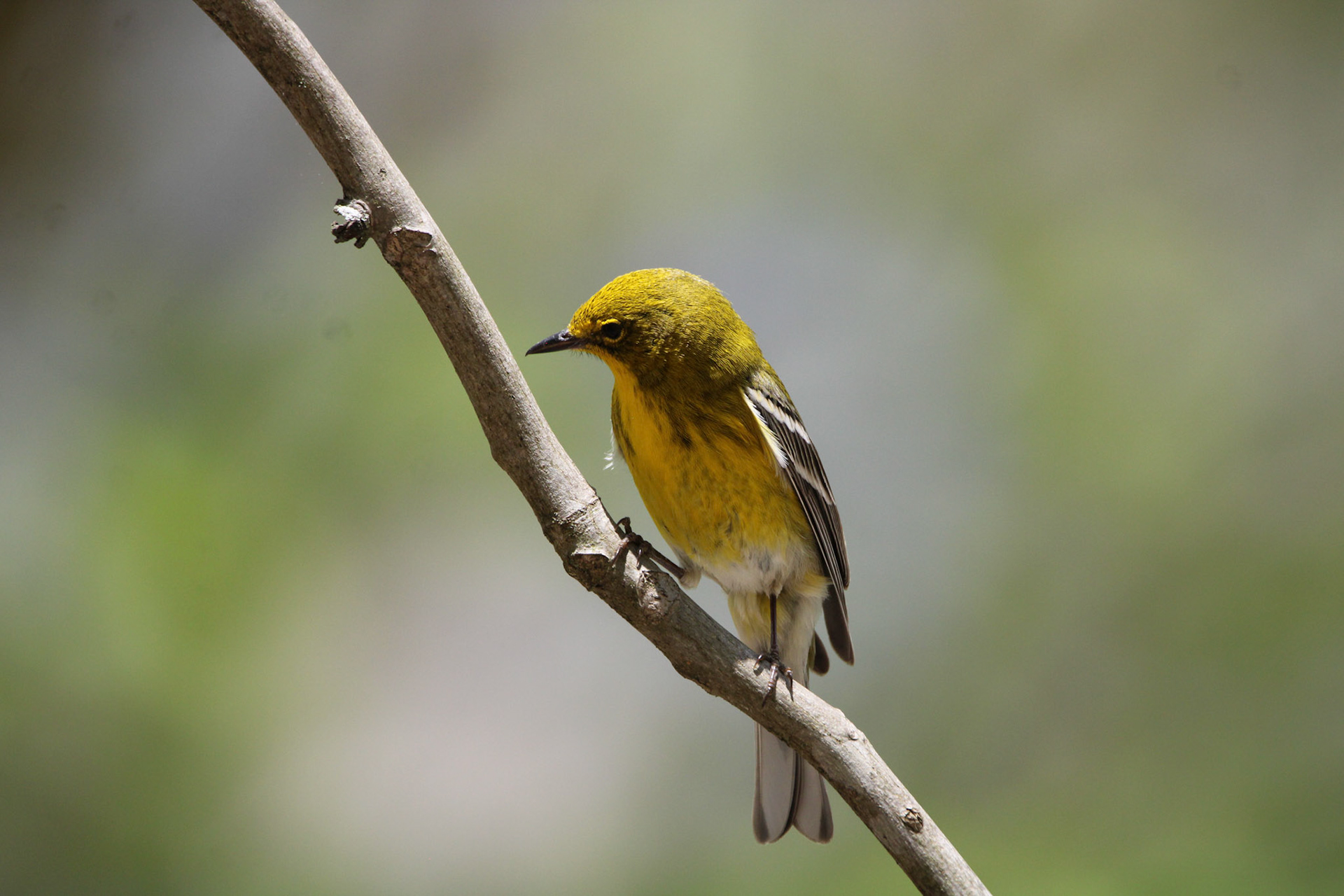 Pine Warbler