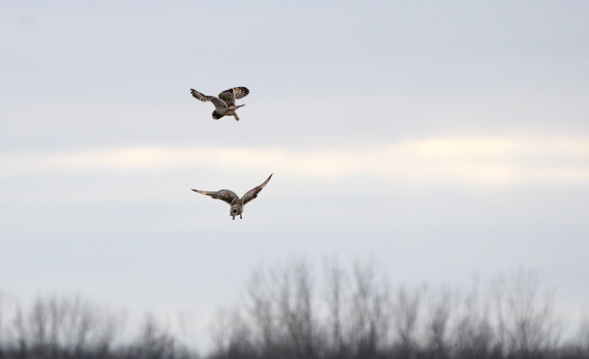Short-eared Owls