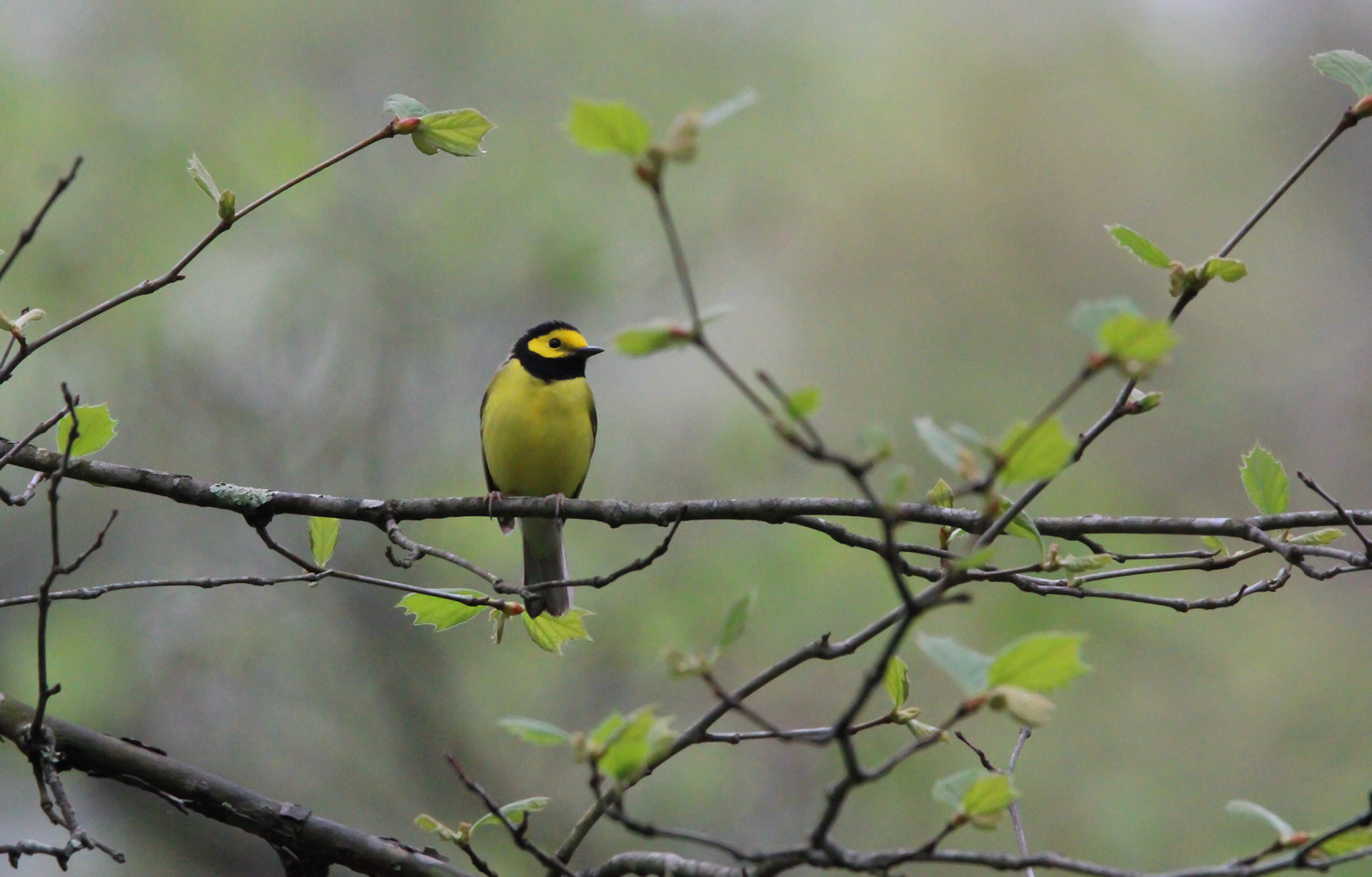 Hooded Warbler