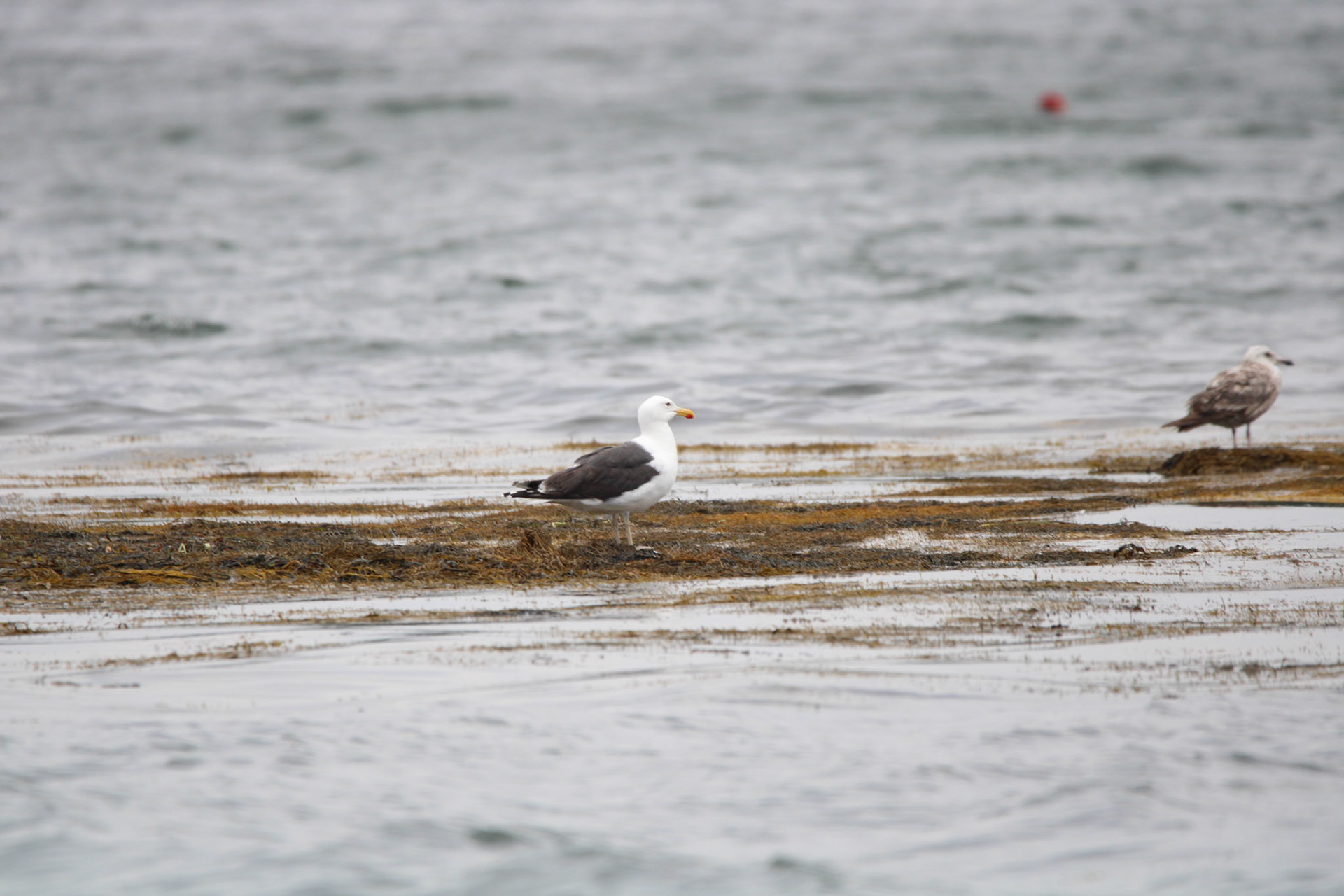 Great Black Backed Gull by Ryan