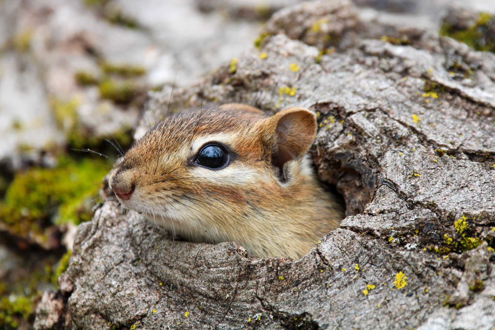 Eastern Chipmunk