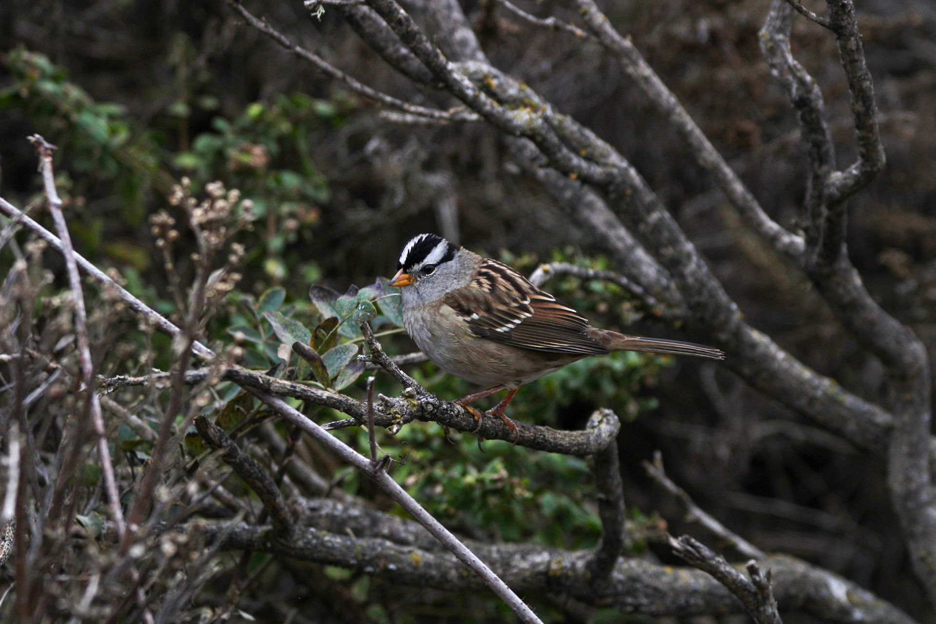 White-crowned Sparrow - Rodeo Lagoon