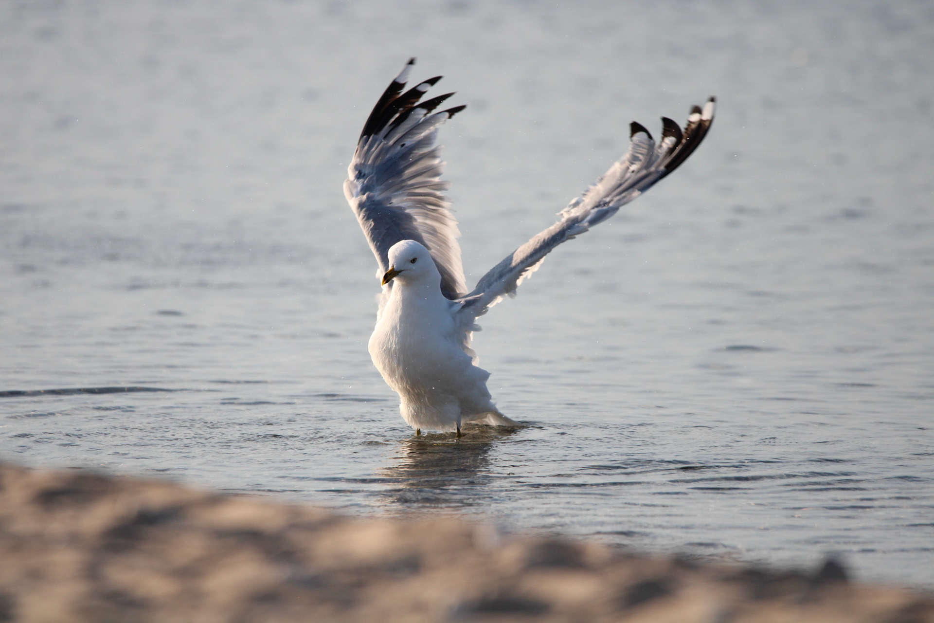 Ring-billed Gull