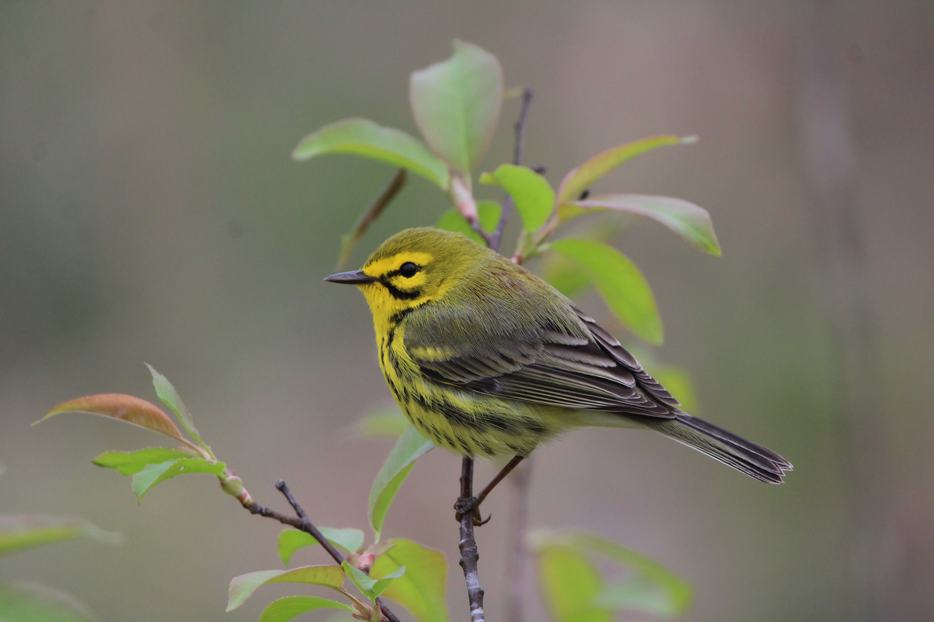 Prairie Warbler