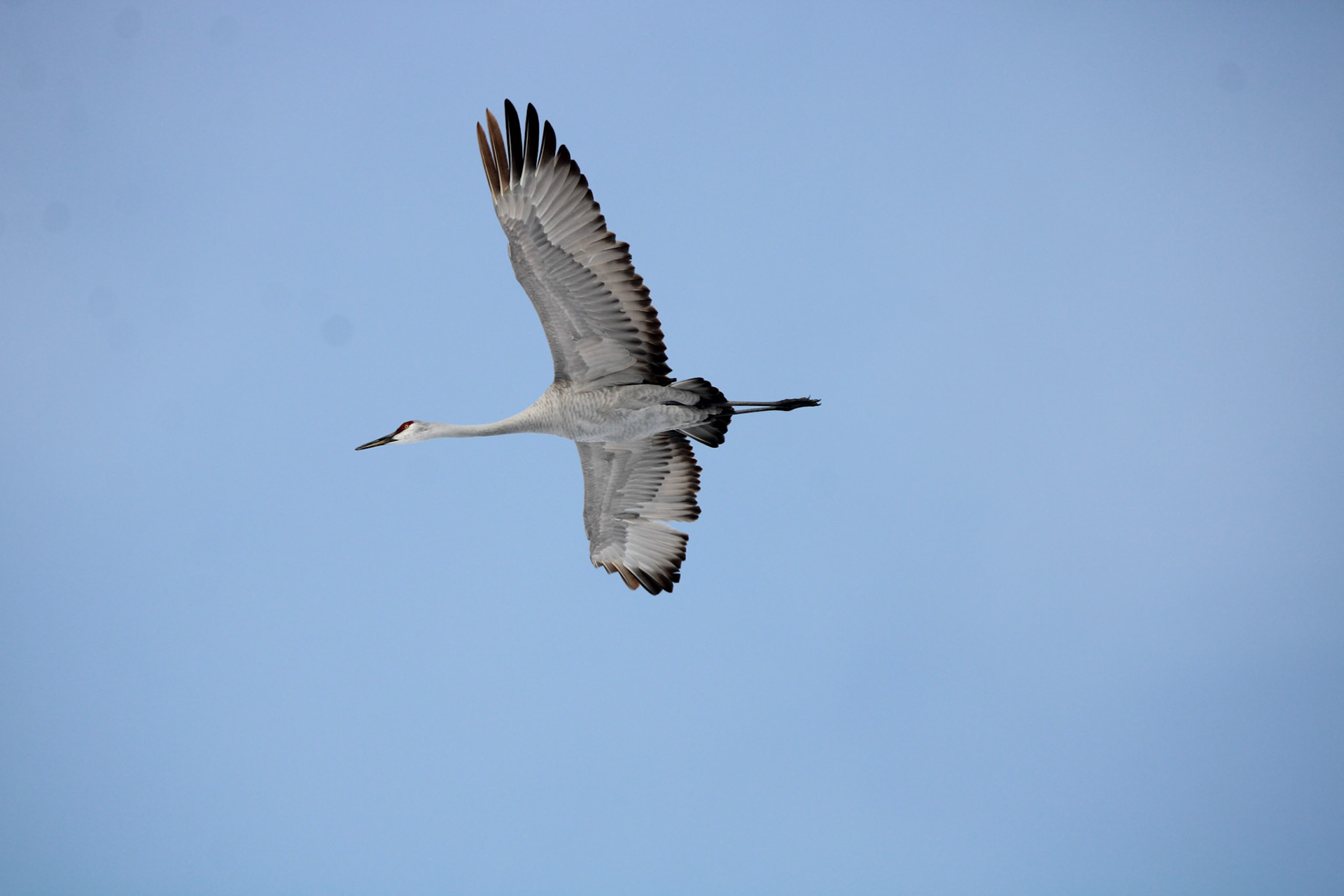 Sandhill Cranes