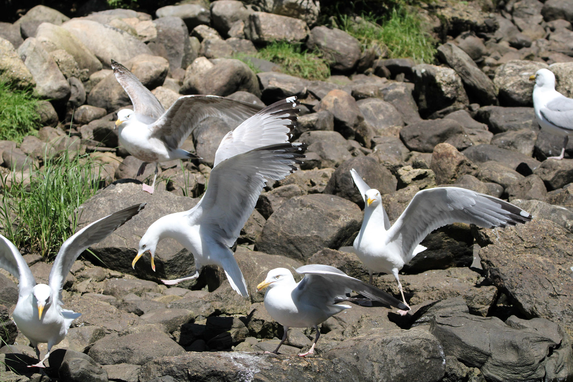 Herring Gulls