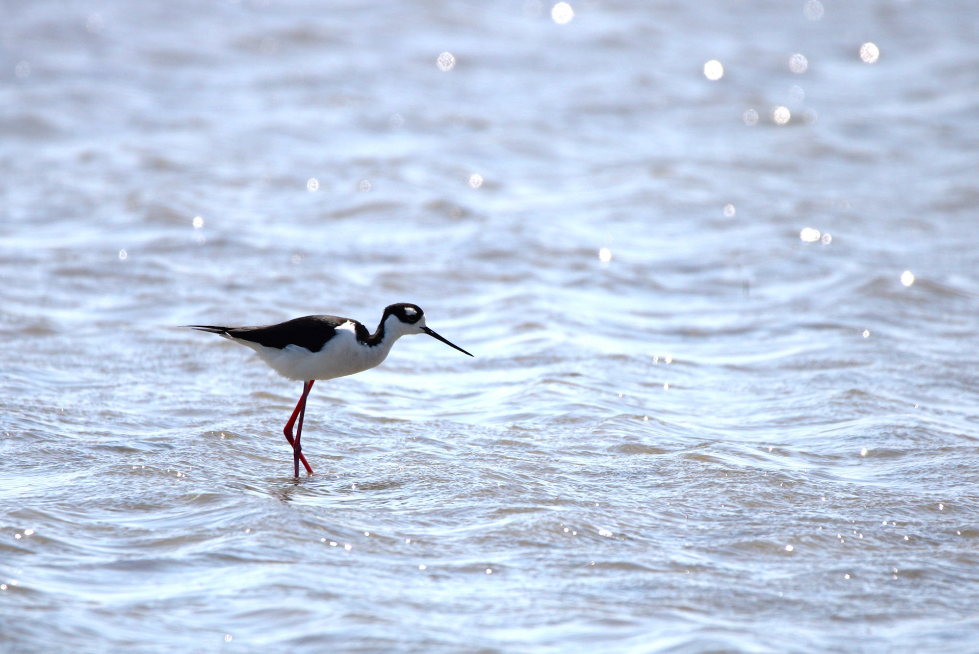 Black-necked Stilt