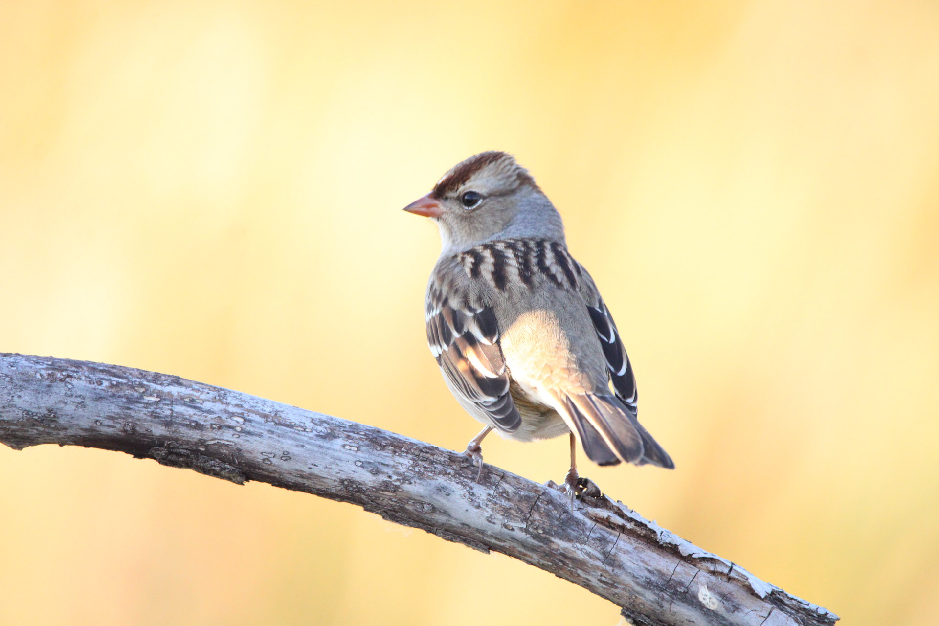 White-crowned Sparrow