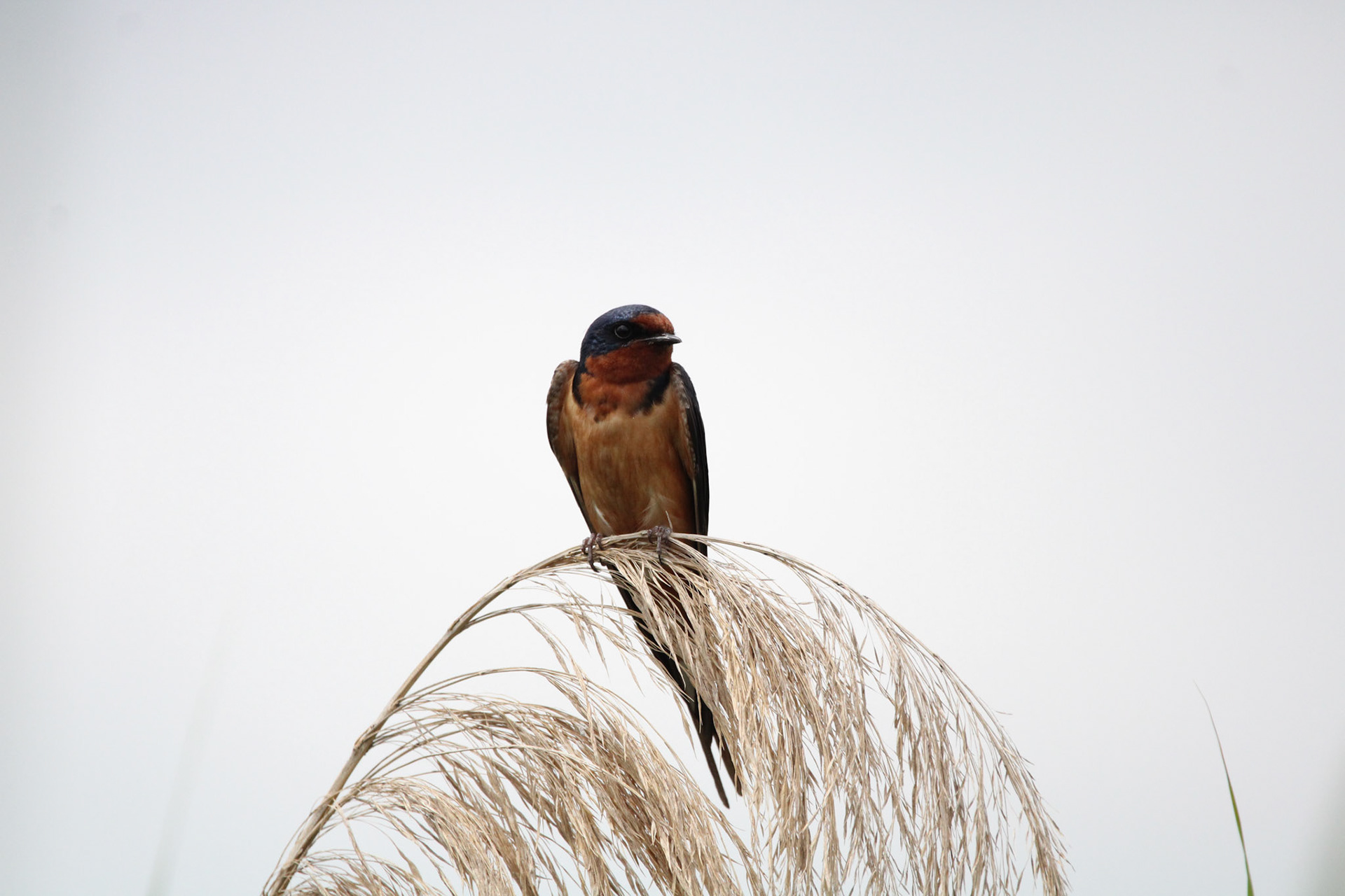 Barn Swallow