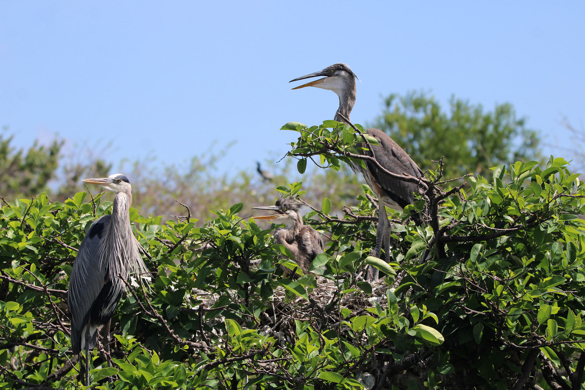 Great Blue Heron - Wakodahatchee Wetlands
