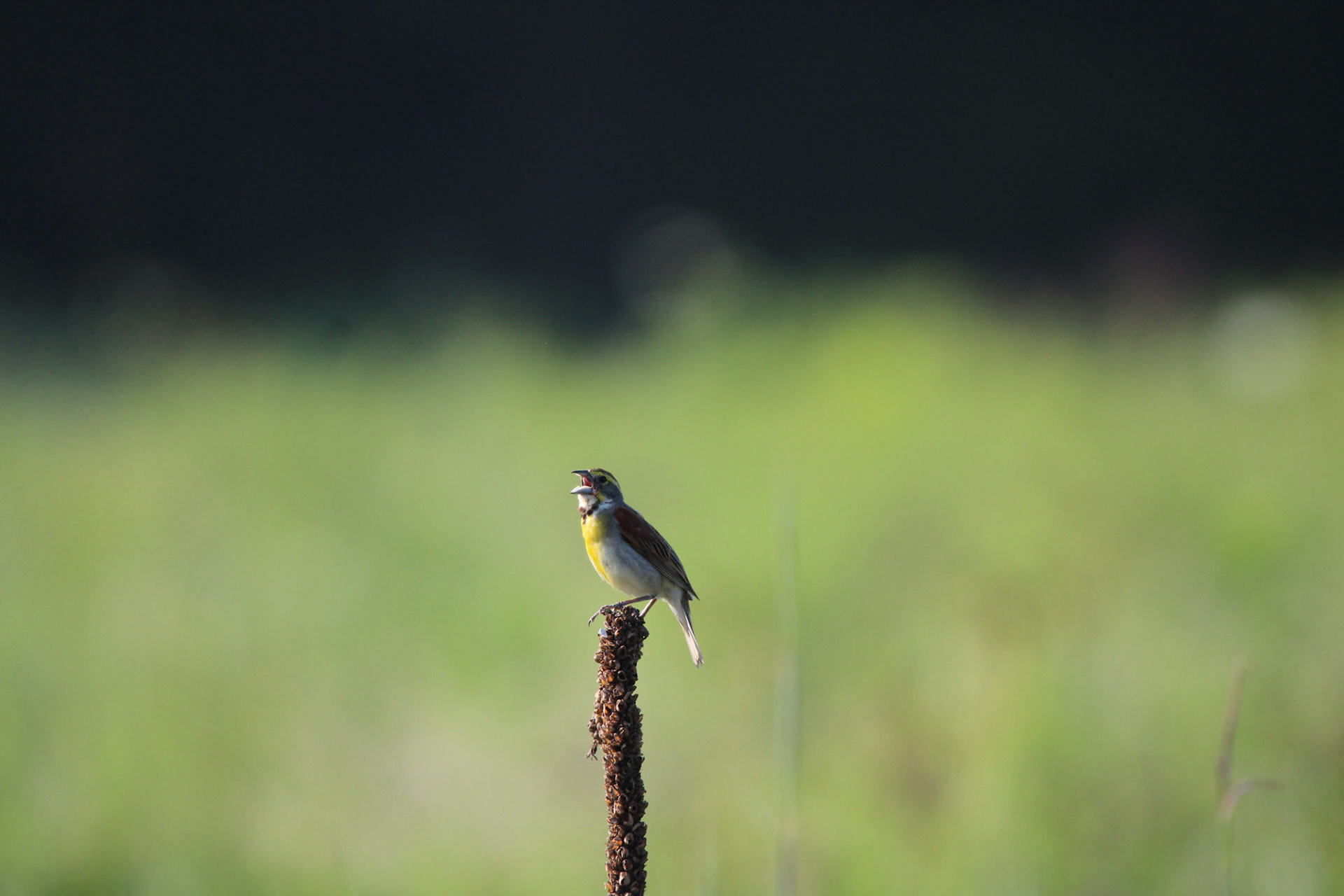 Dickcissel