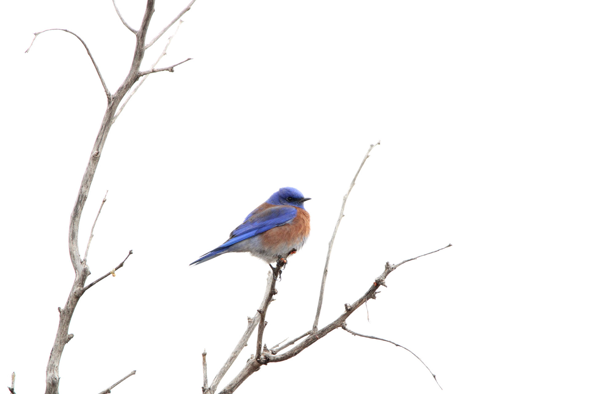 Western Bluebird