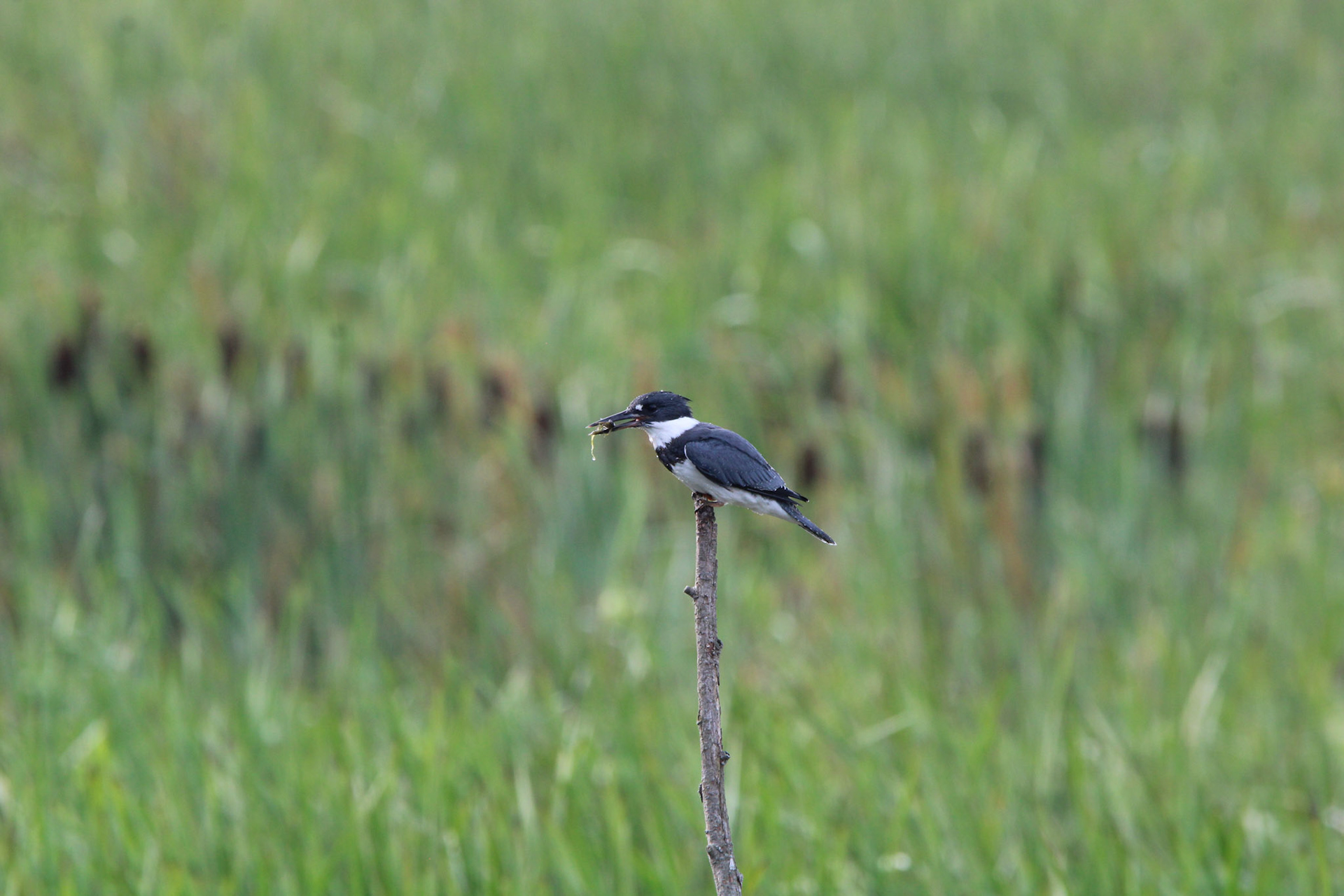 Belted Kingfisher