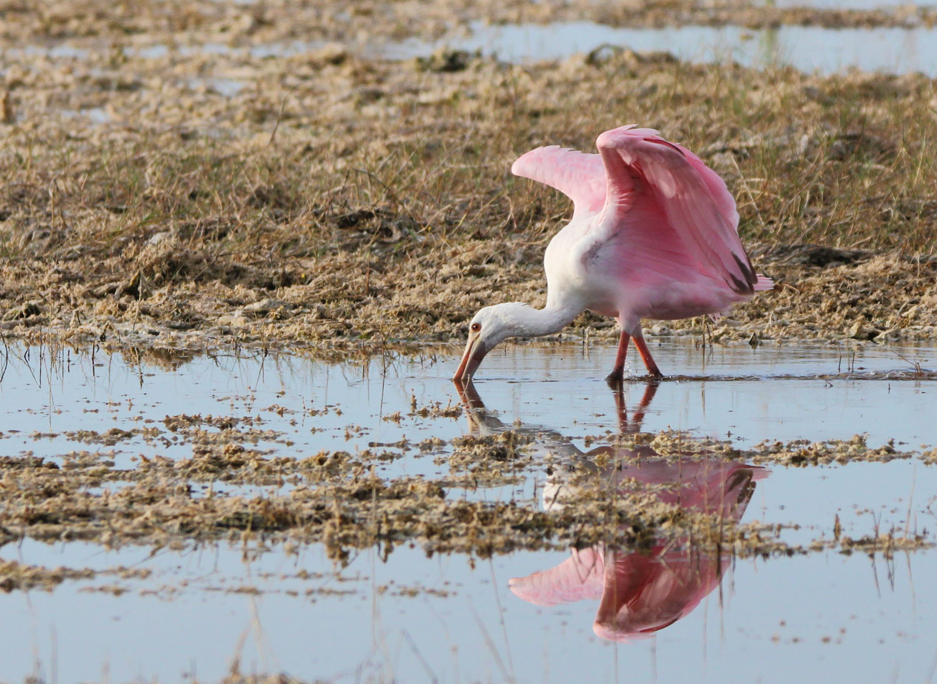 Roseate Spoonbill