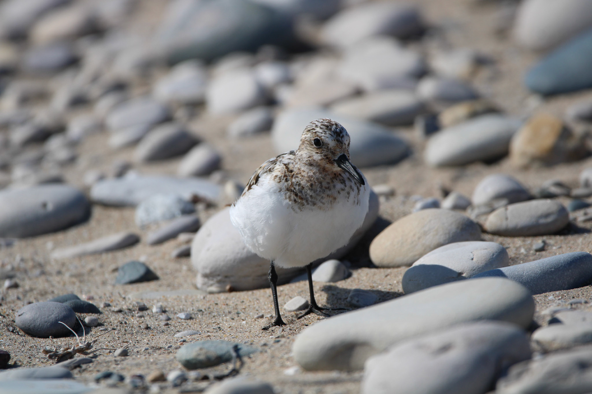Sanderling