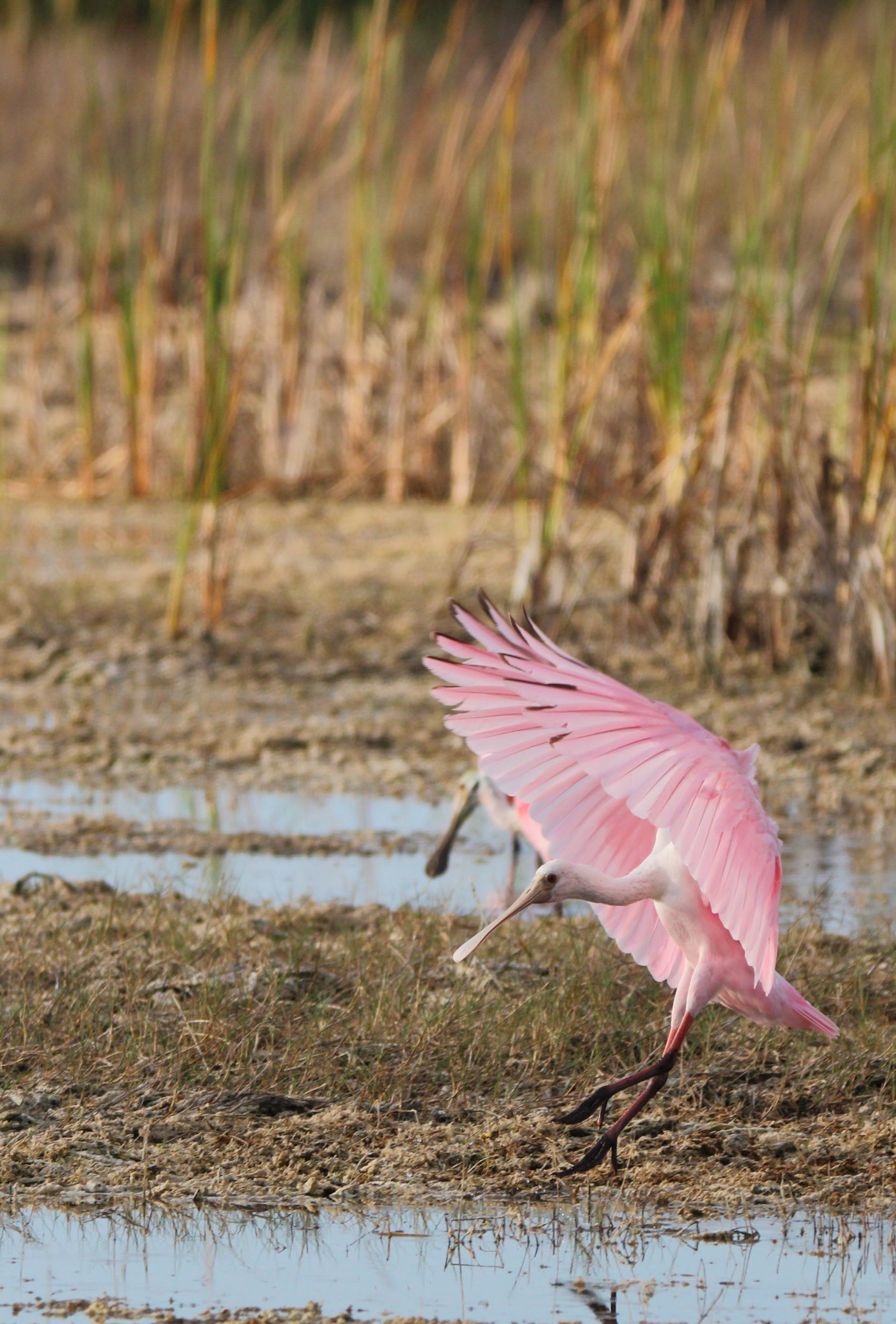 Roseate Spoonnbill