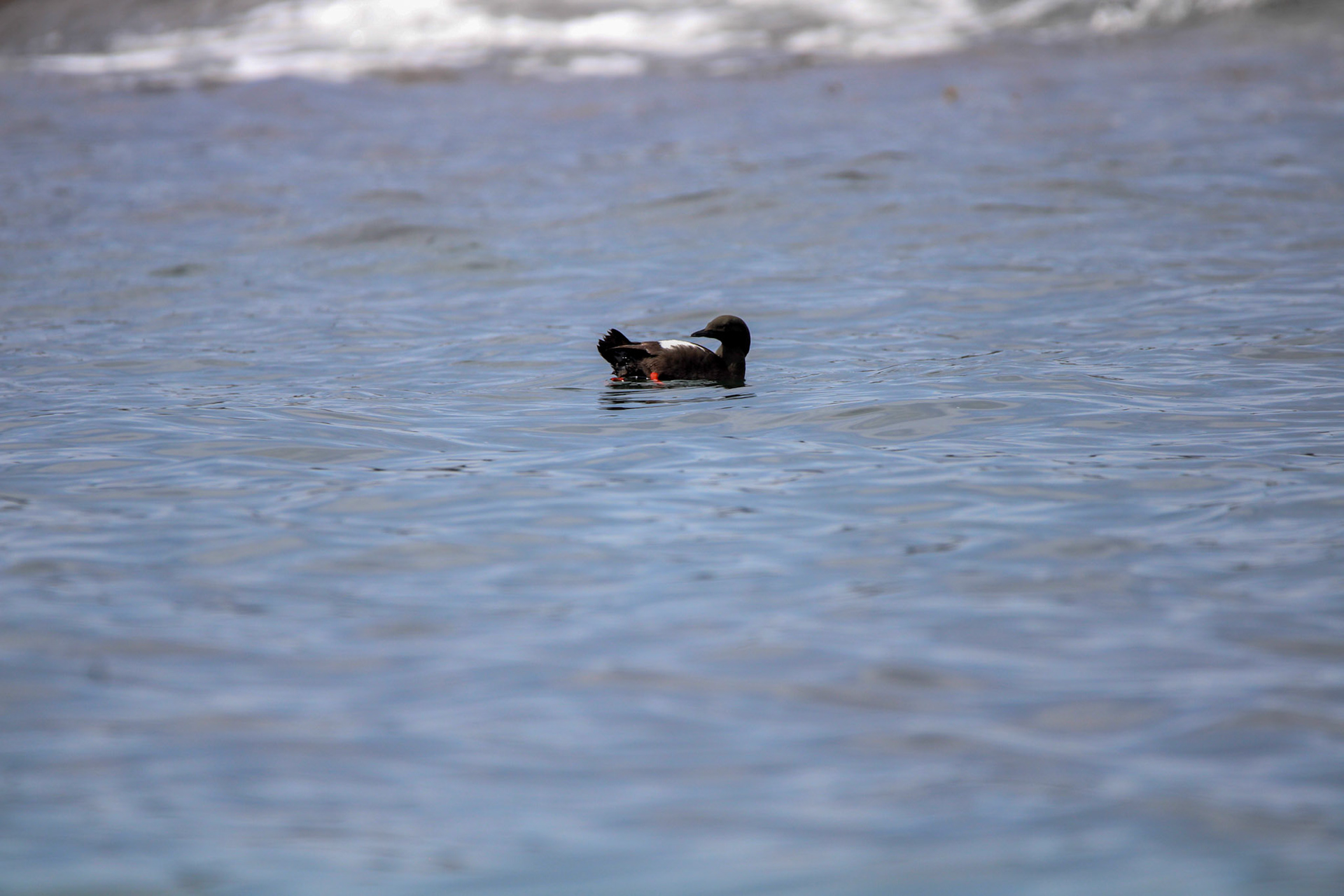 Black Guillemot