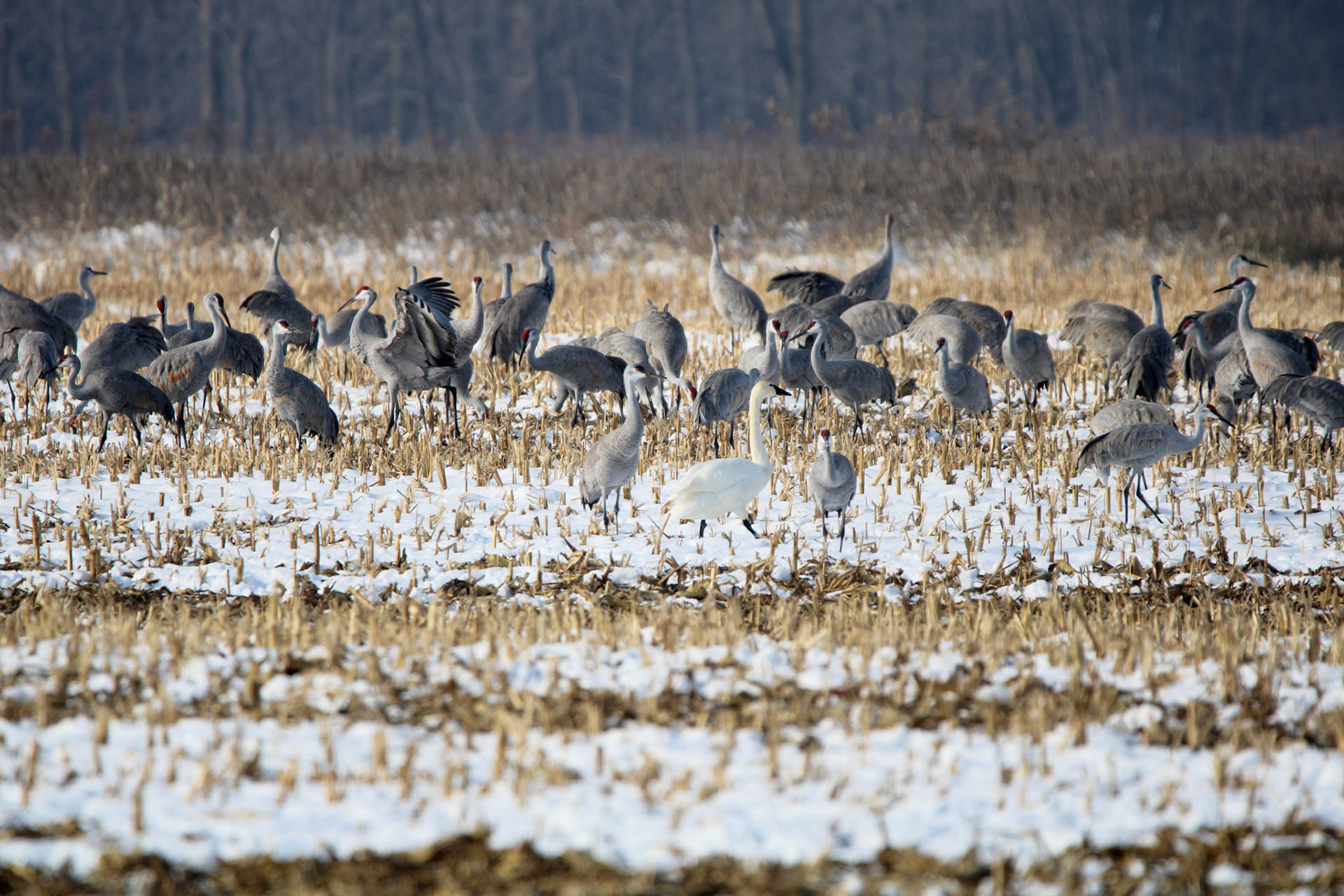 Swan &amp; Sandhill Cranes