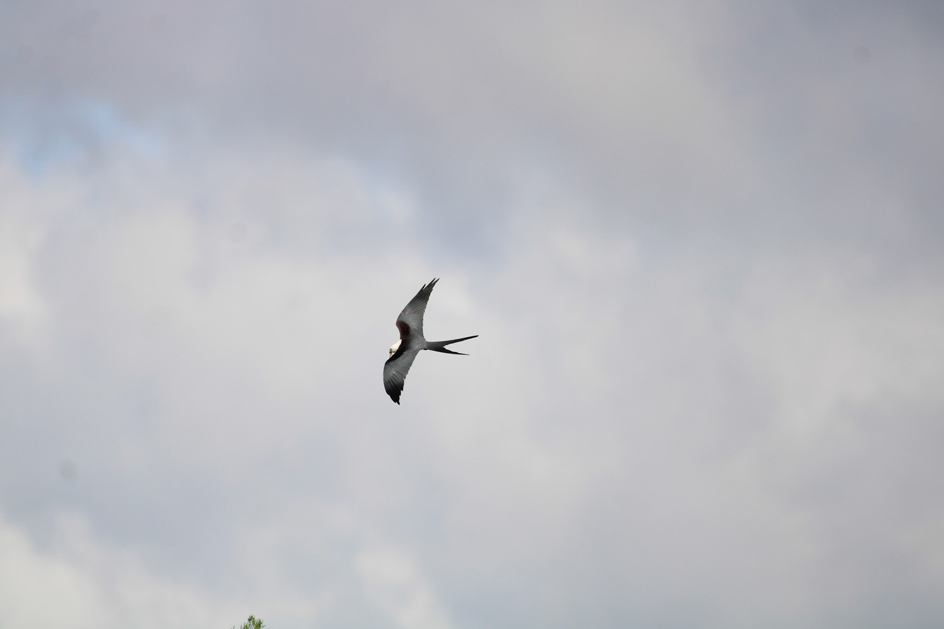 Swallow-tailed Kite -  Anhinga Trail