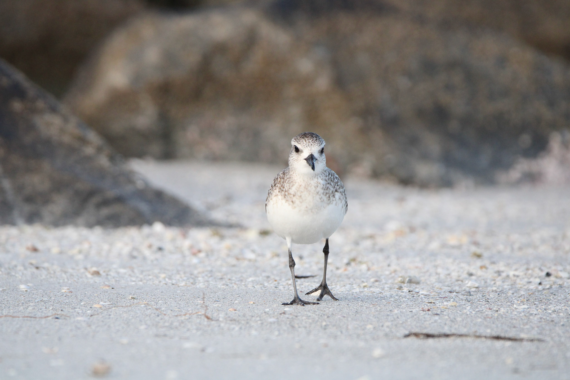 Black-bellied Plover