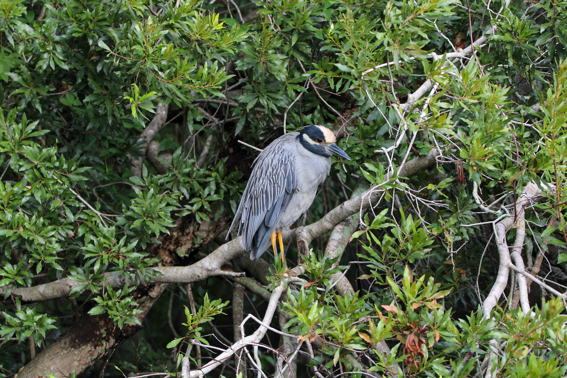 Yellow-crowned Night Heron