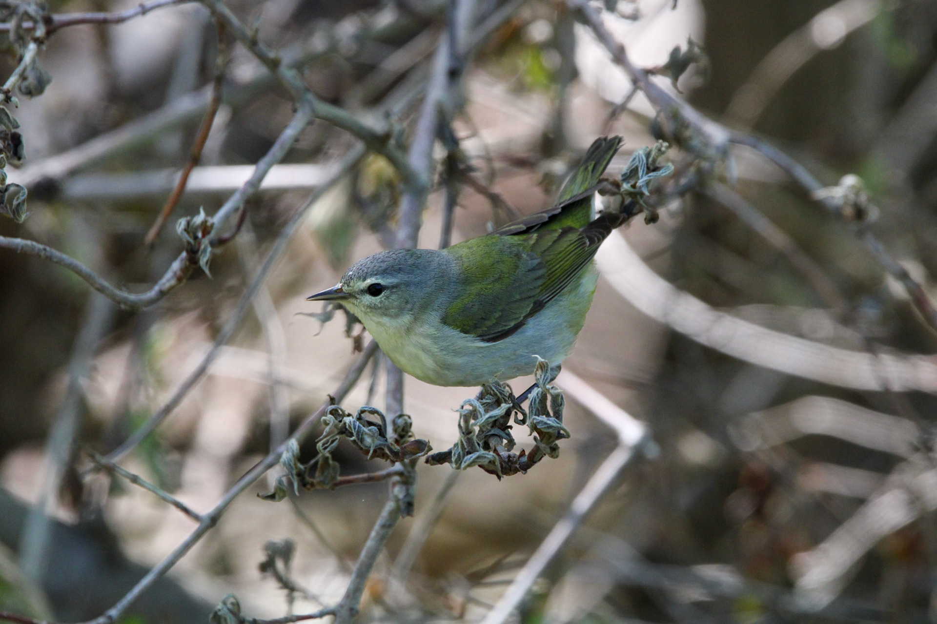 Tennessee Warbler