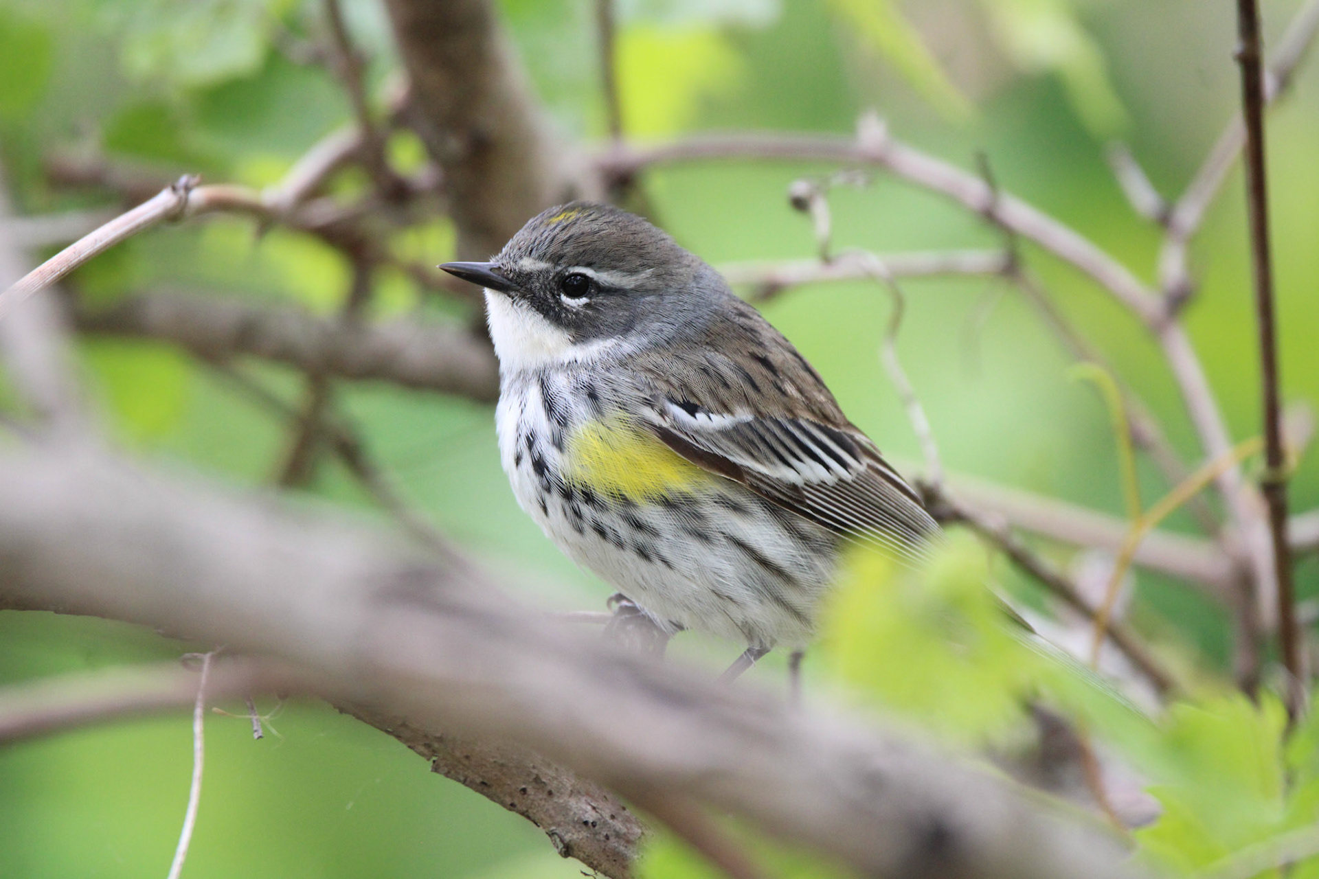 Yellow-rumped Warbler