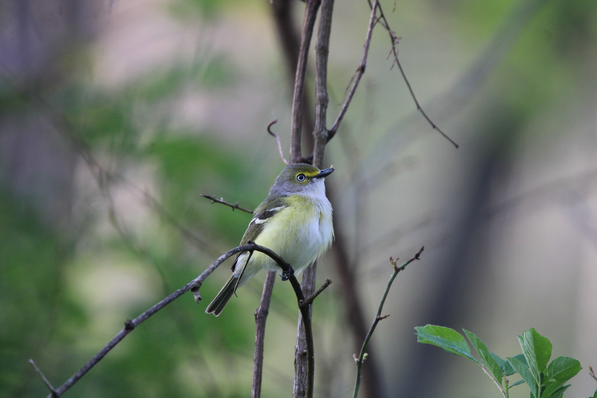 White-eyed Vireo