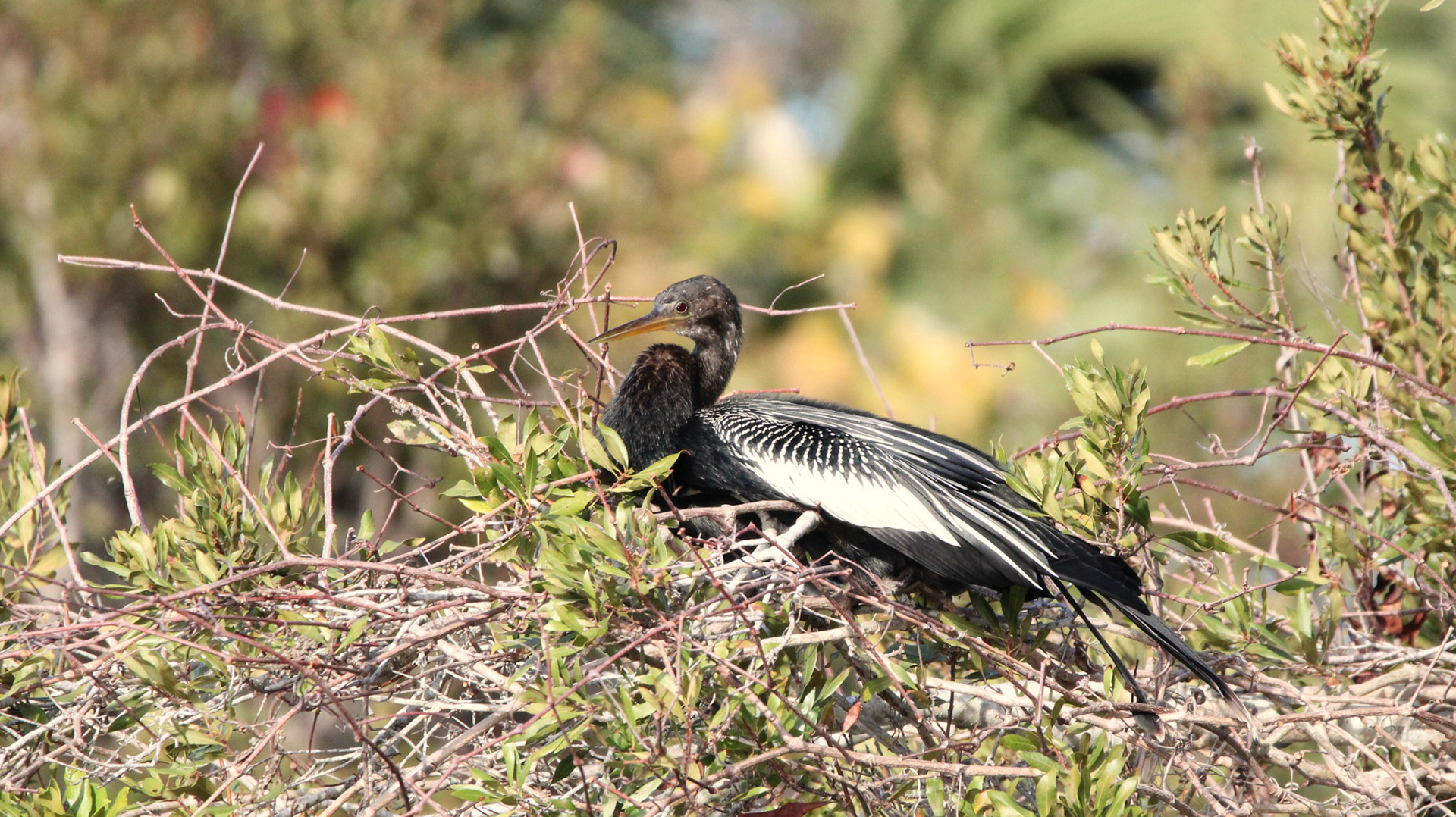 Anhinga