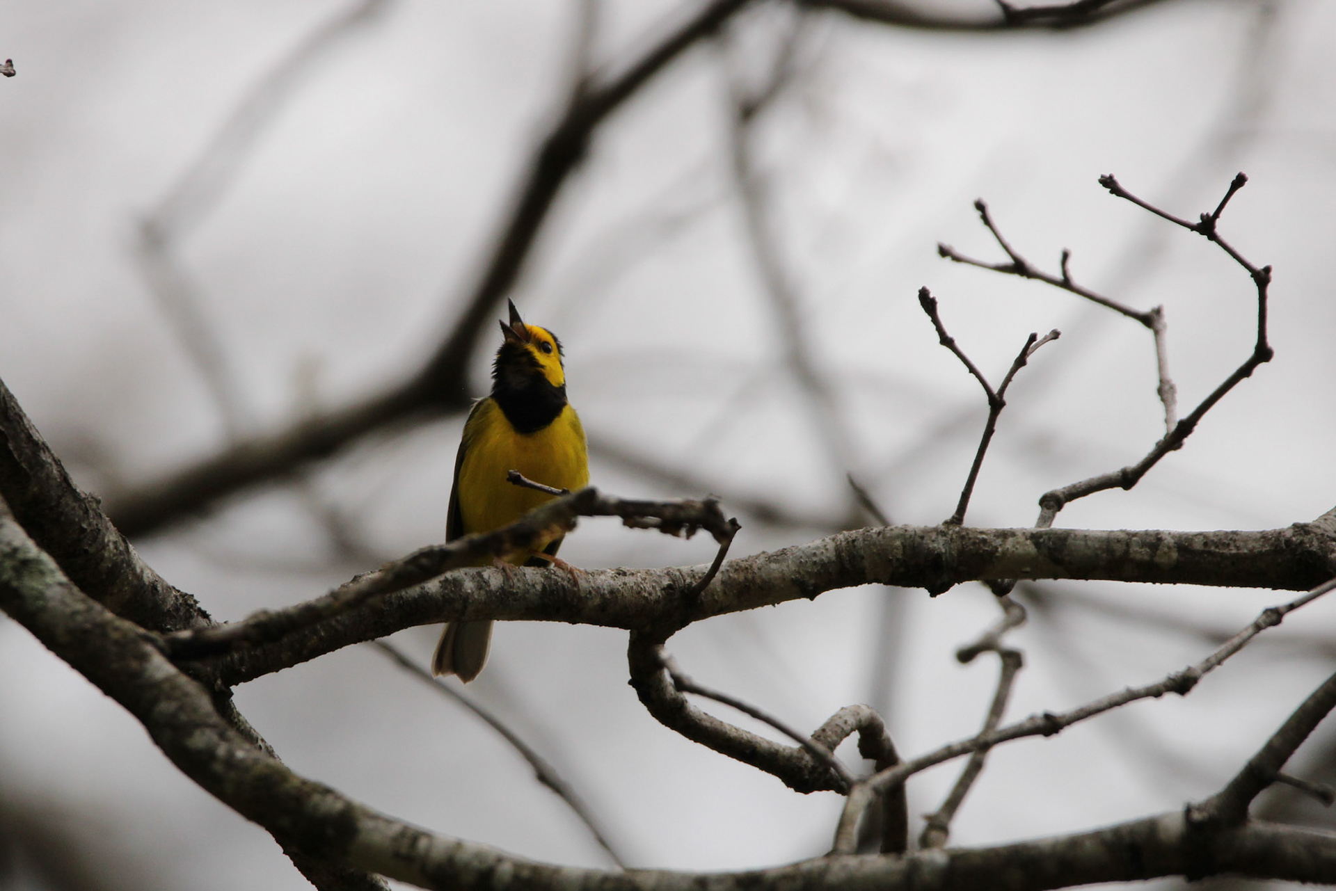 Hooded Warbler