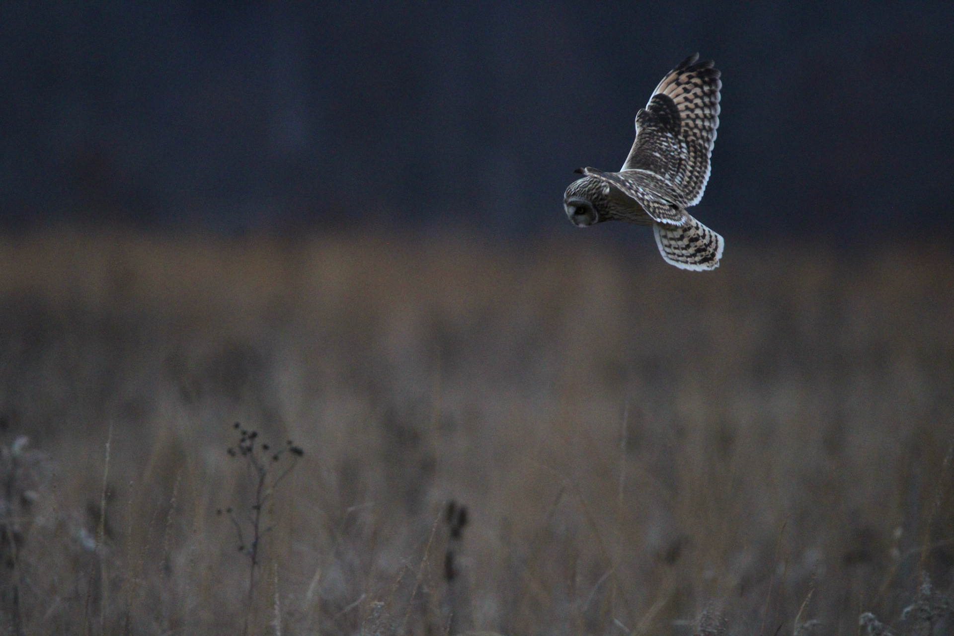 Short-eared Owl