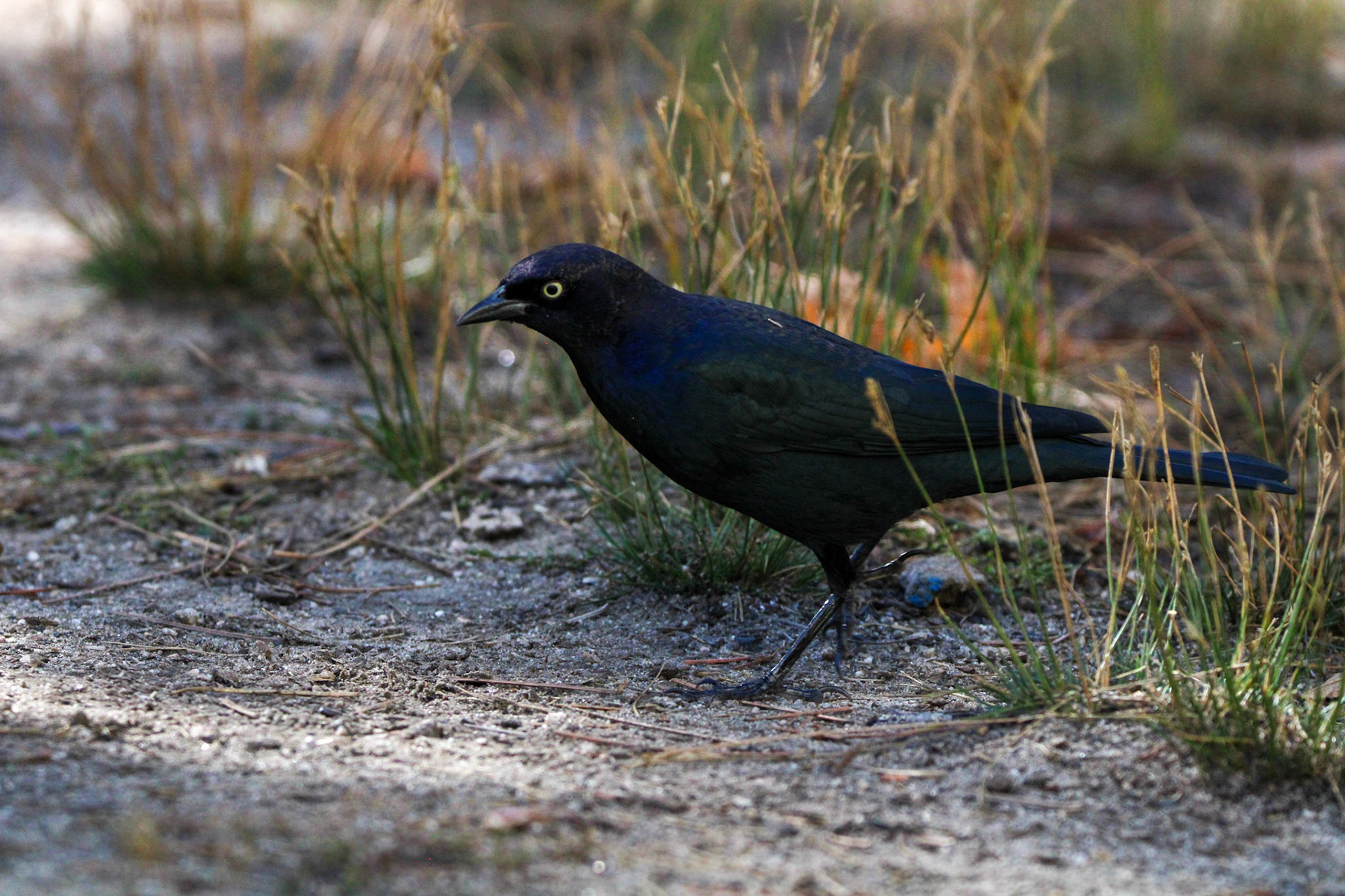 Brewer's Blackbird - Yosemite Valley