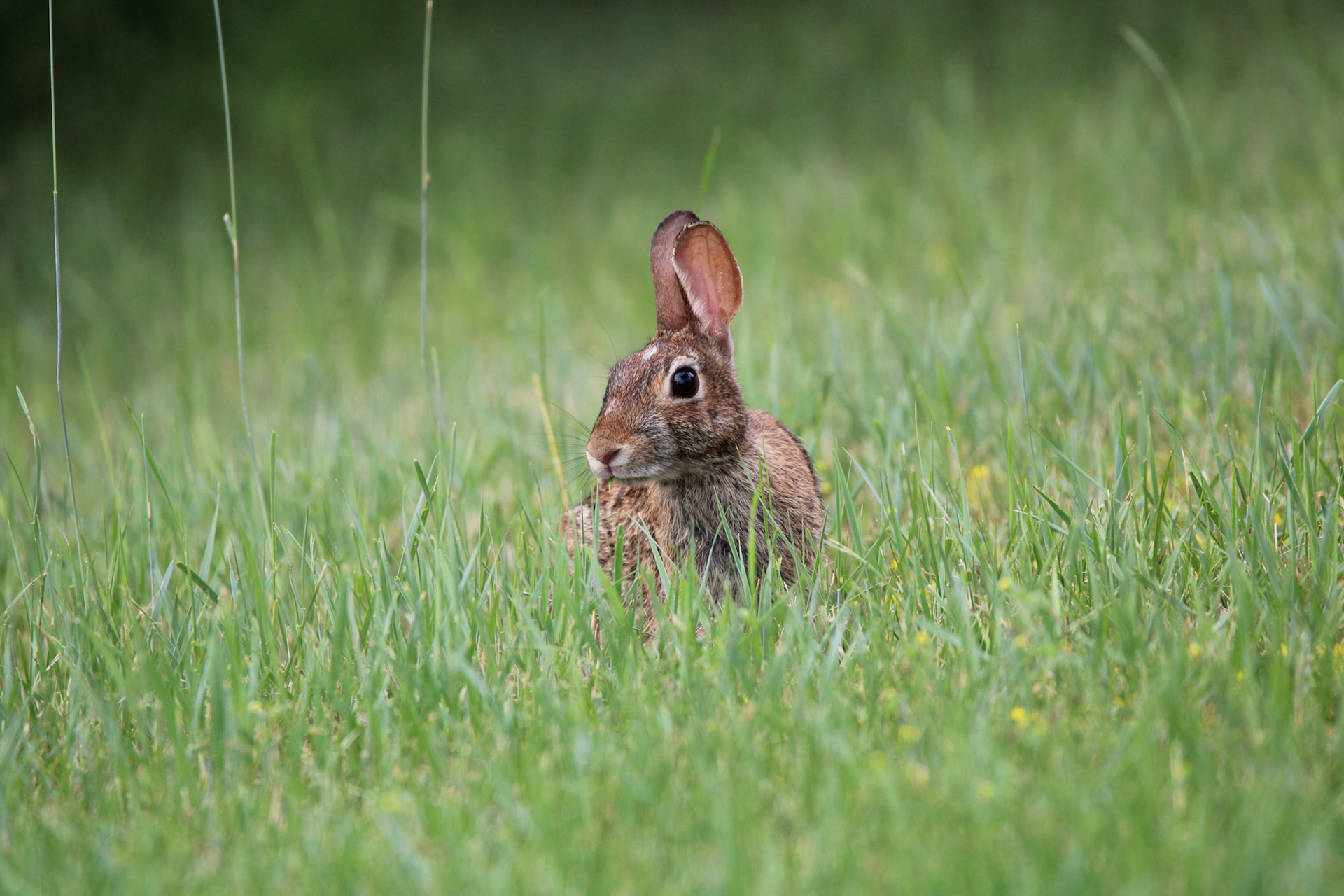 Eastern Cottontail
