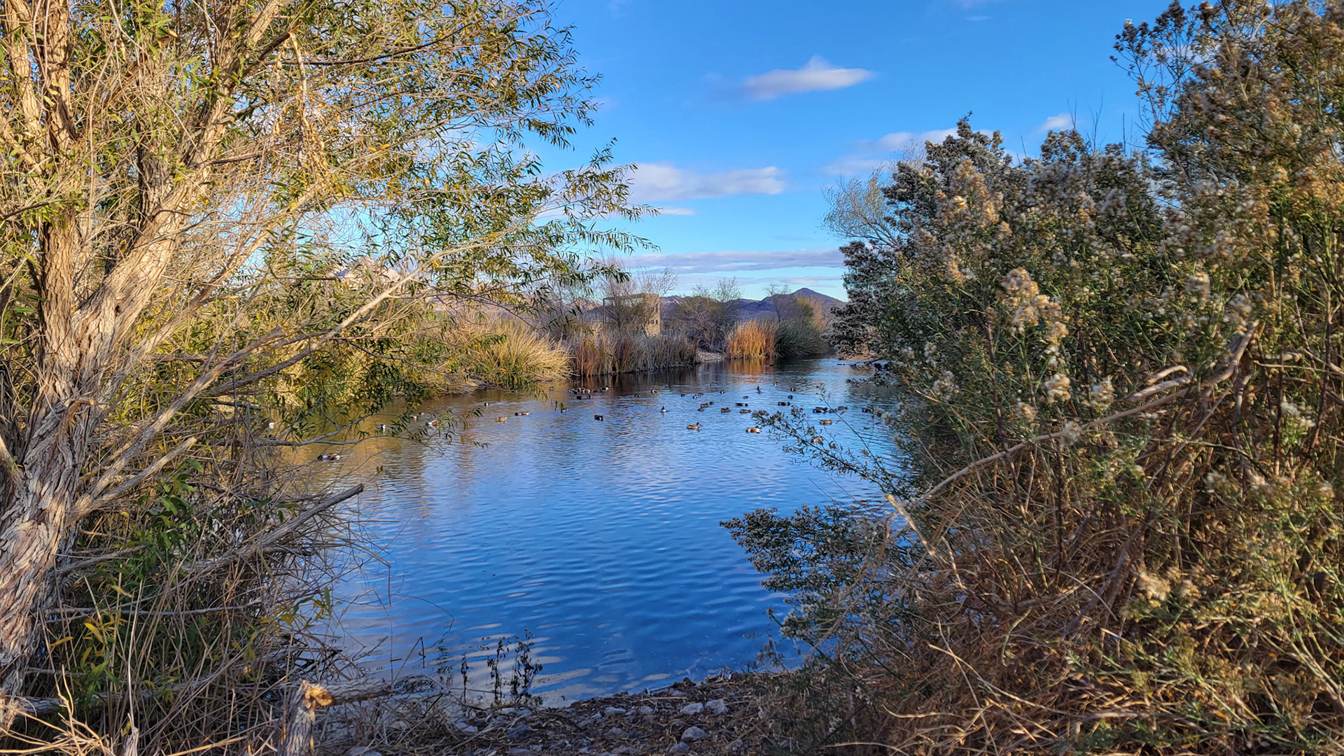Henderson Bird Viewing Preserve
