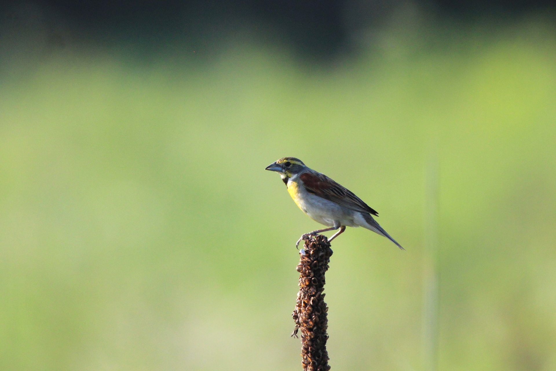 Dickcissel