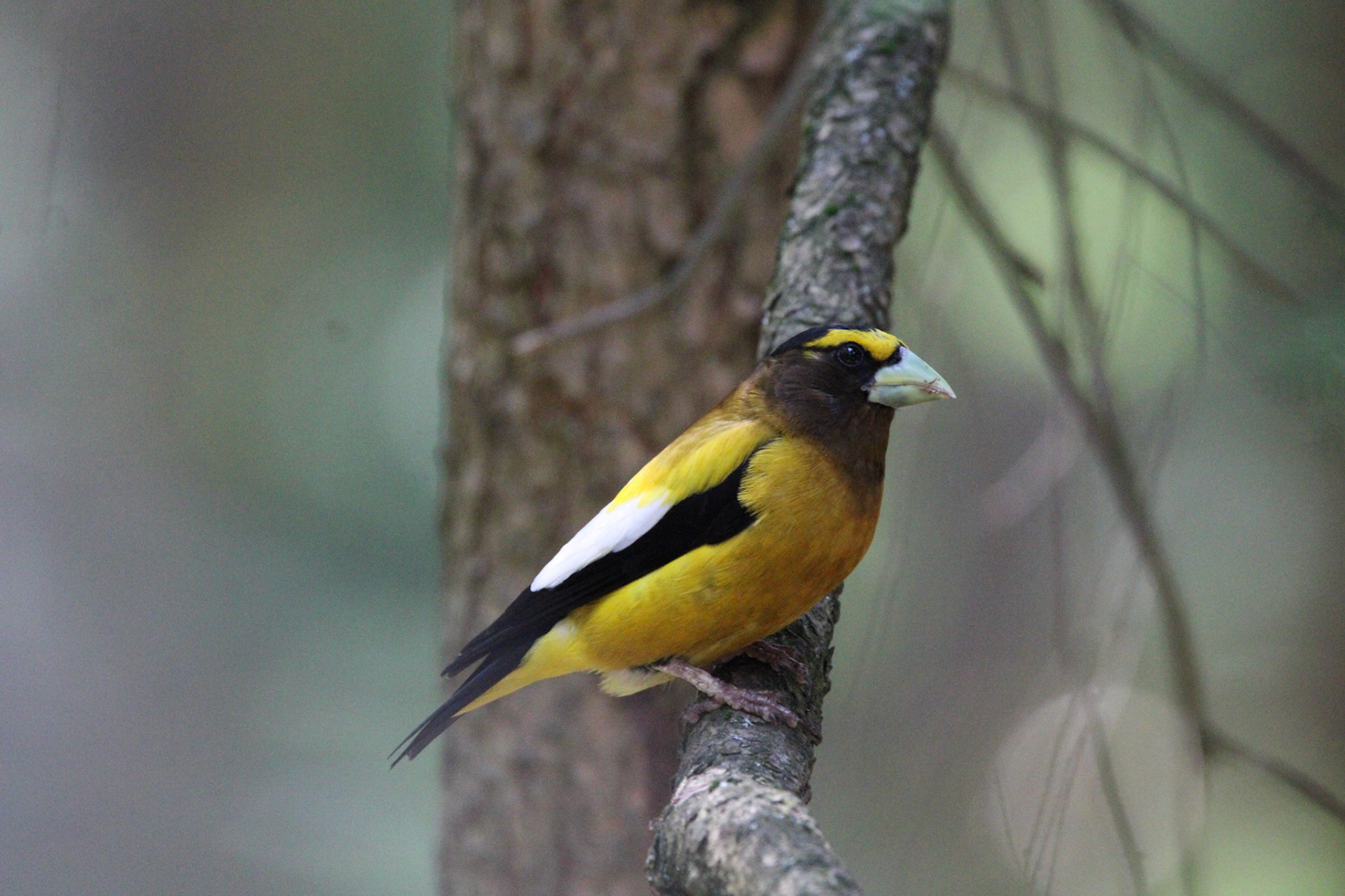 Evening Grosbeak