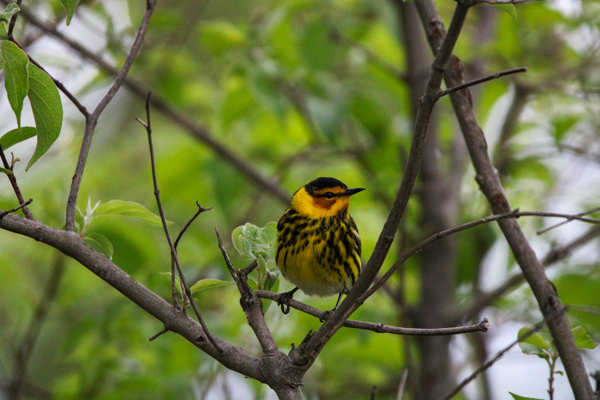 Cape May Warbler