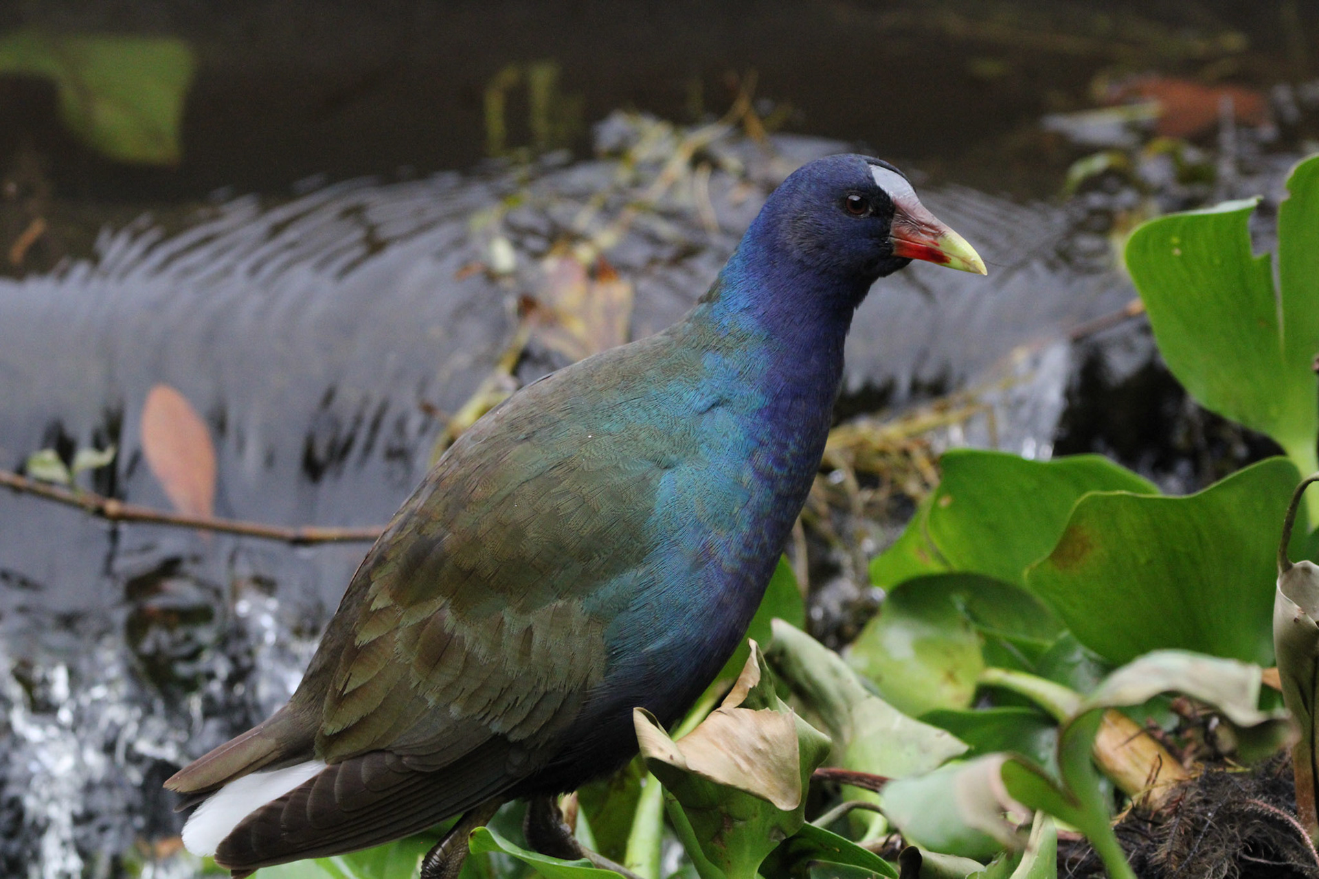 Purple Gallinule