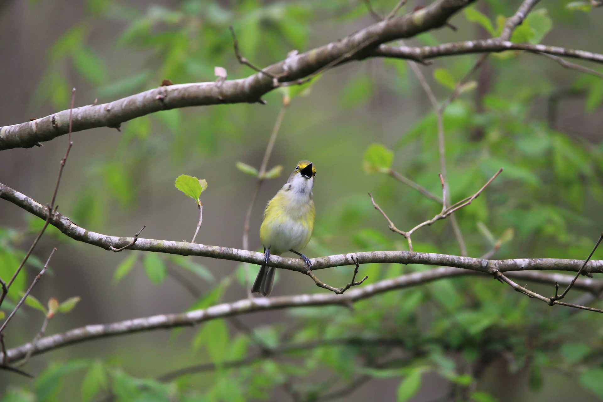 White-eyed Vireo