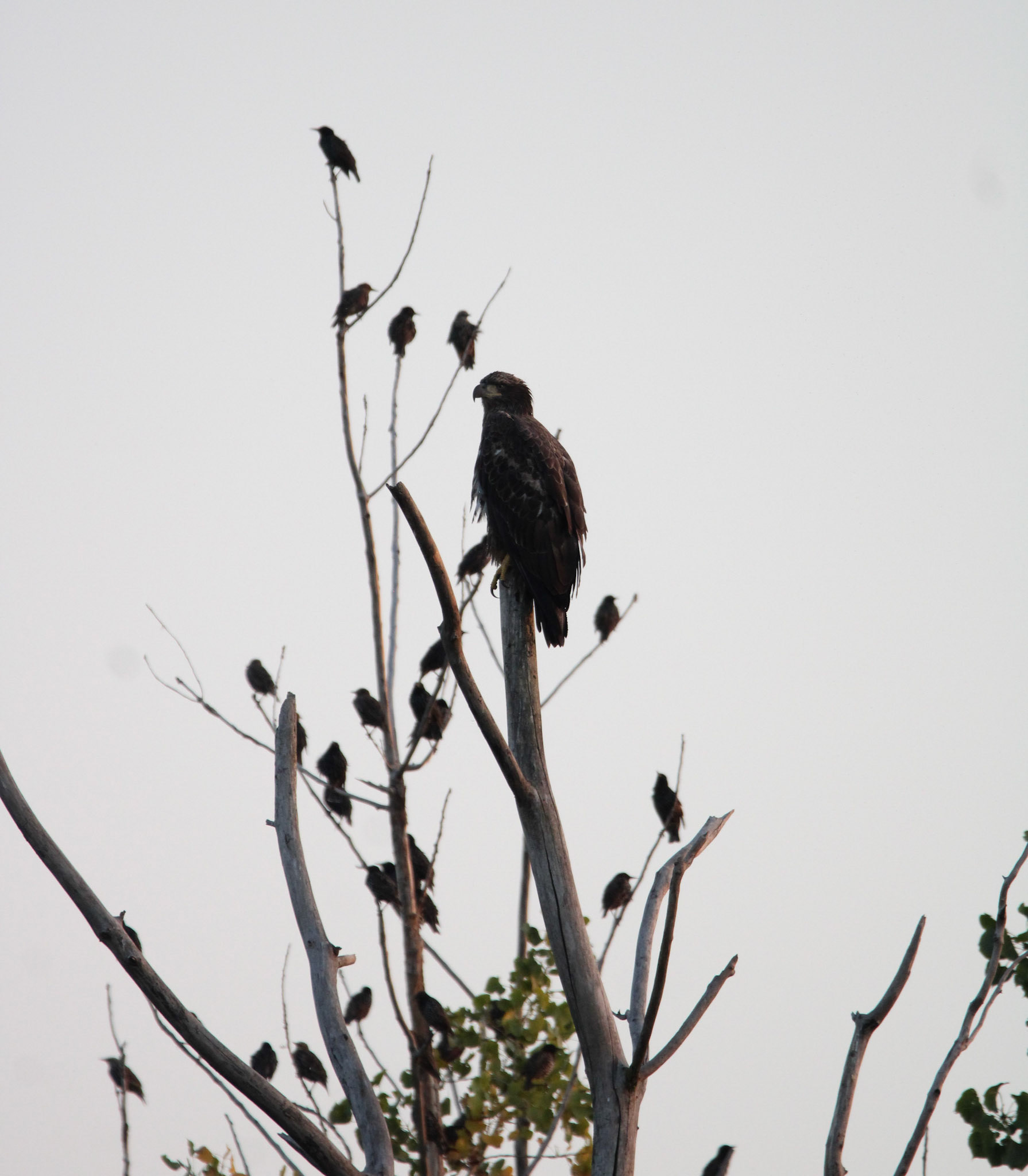 Bald Eagle  - Juvenile