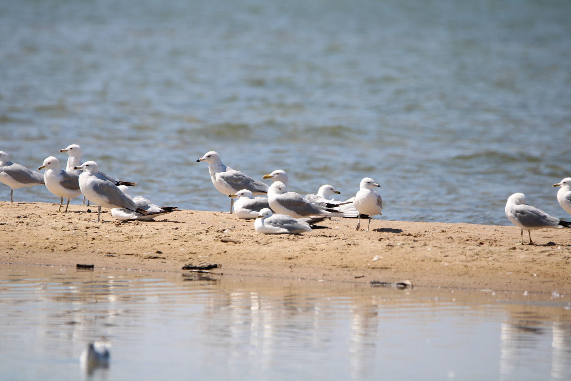 Ring-billed Gull