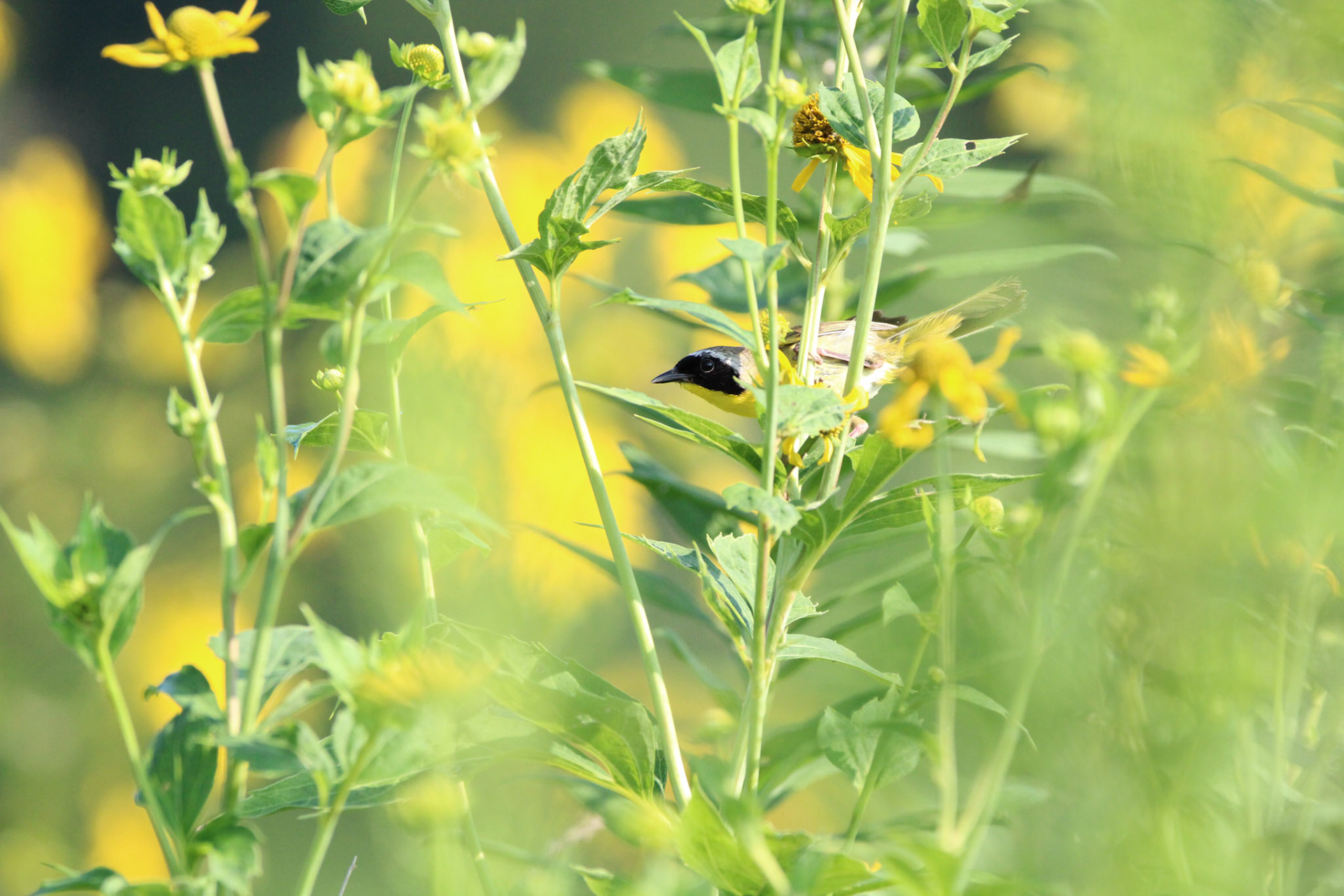 Common Yellowthroat