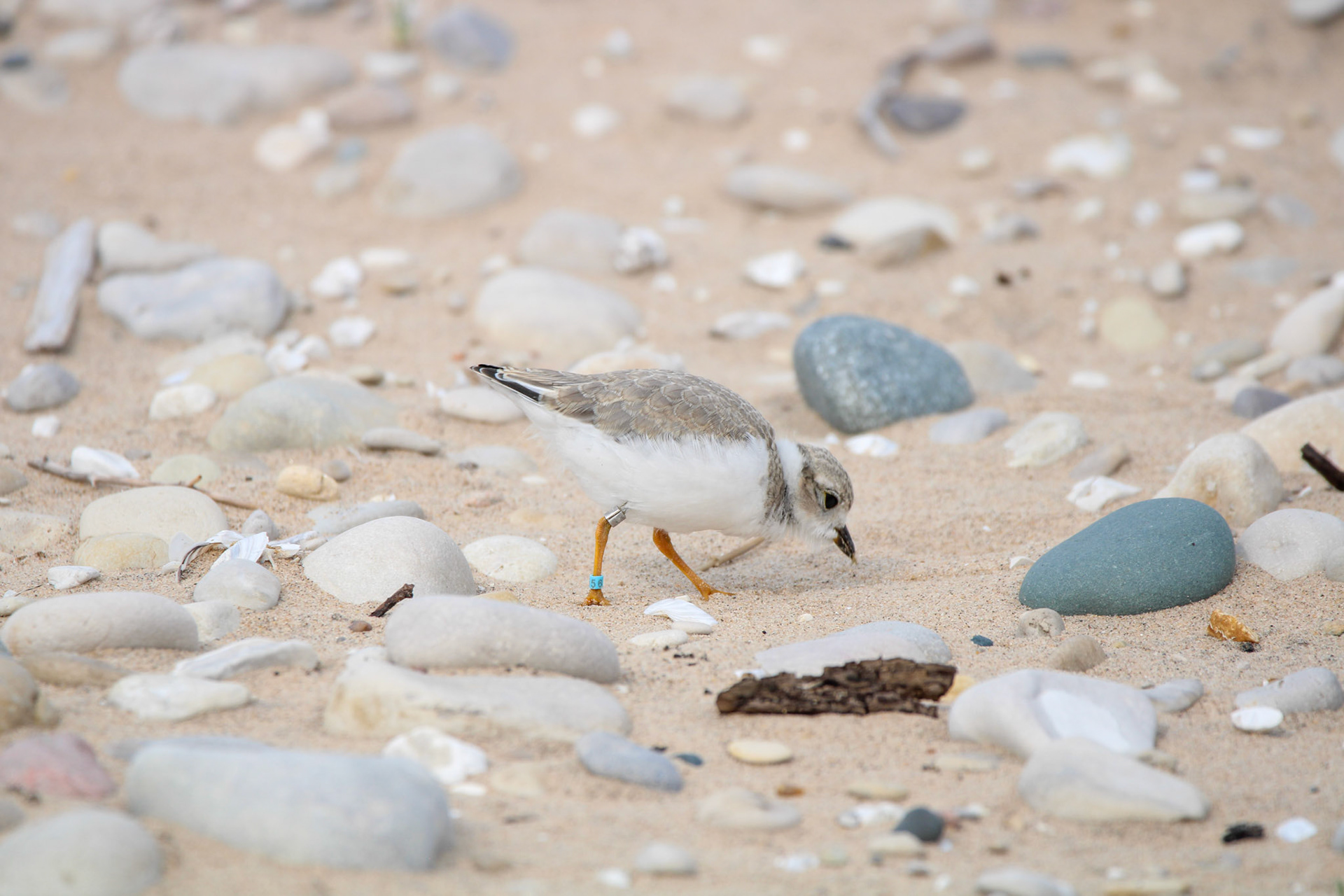 Piping Plover