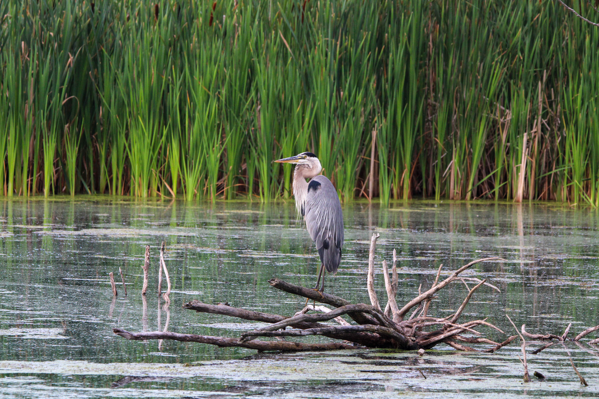 Great Blue Heron