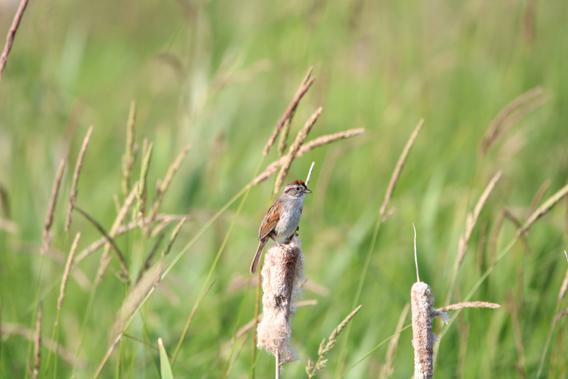 Swamp Sparrow