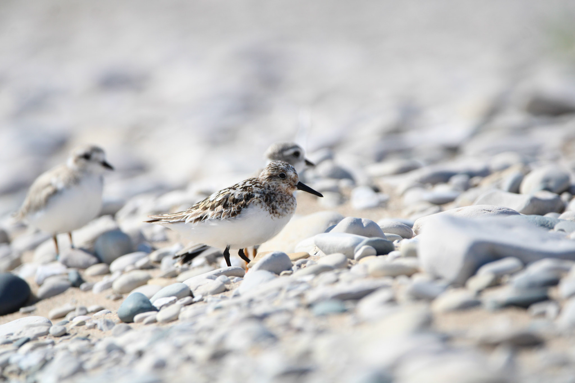 Sanderling