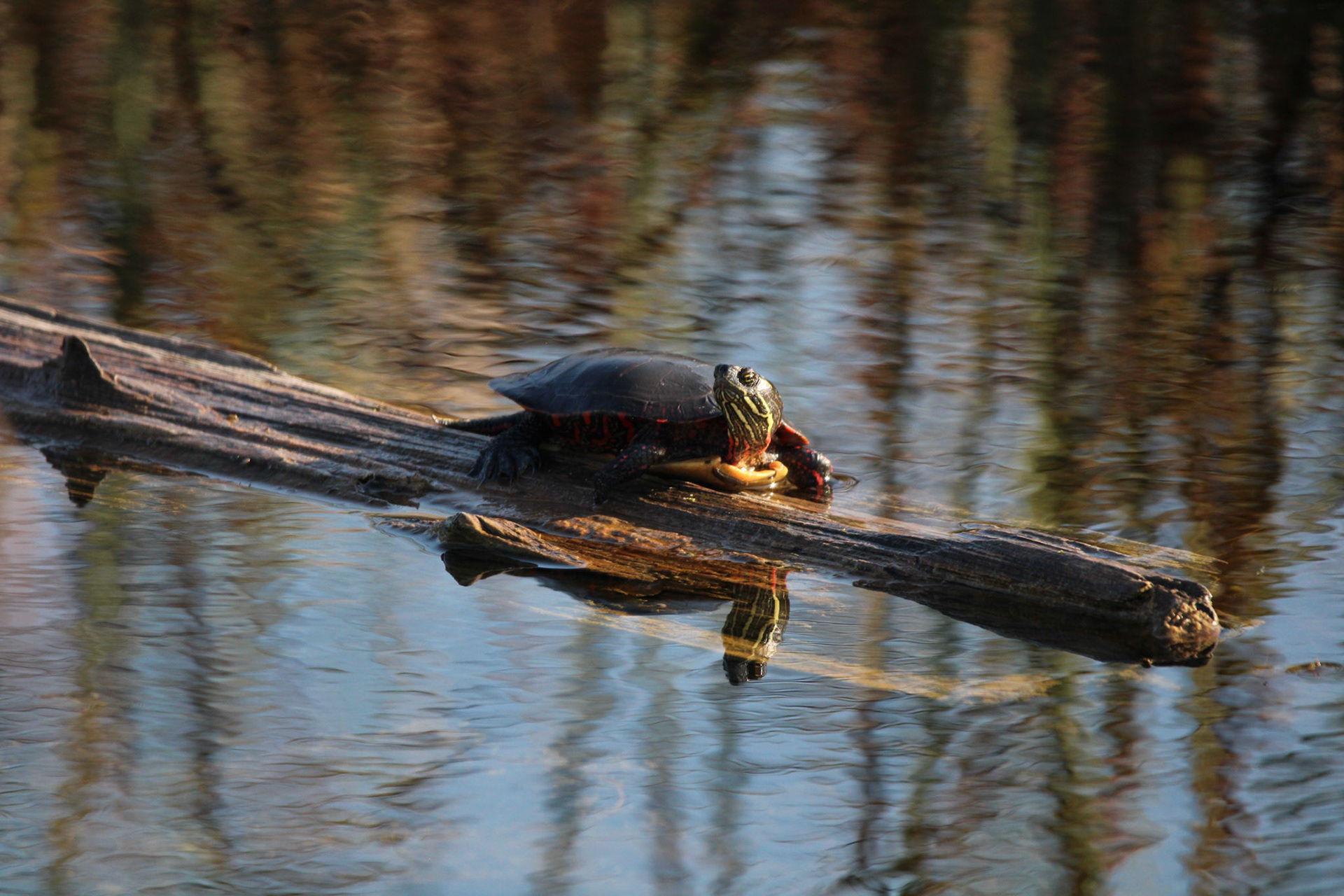 Painted Turtle