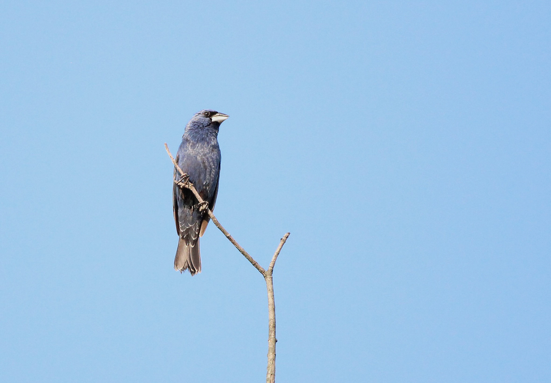 Blue Grosbeak
