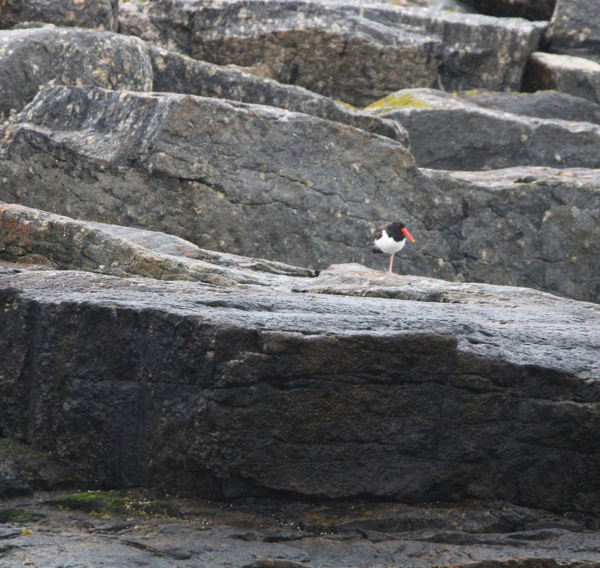 Oyster Catcher