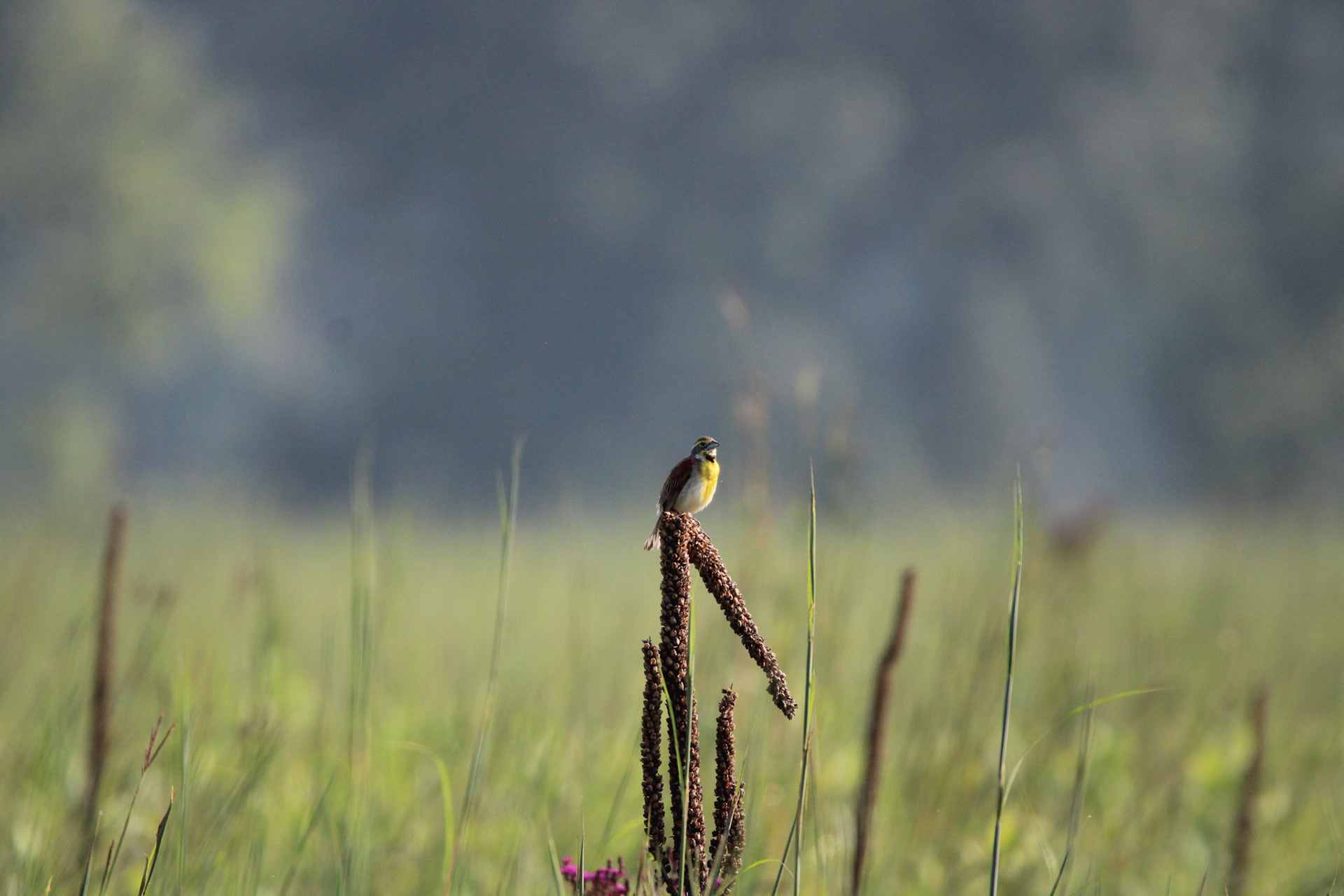 Dickcissel